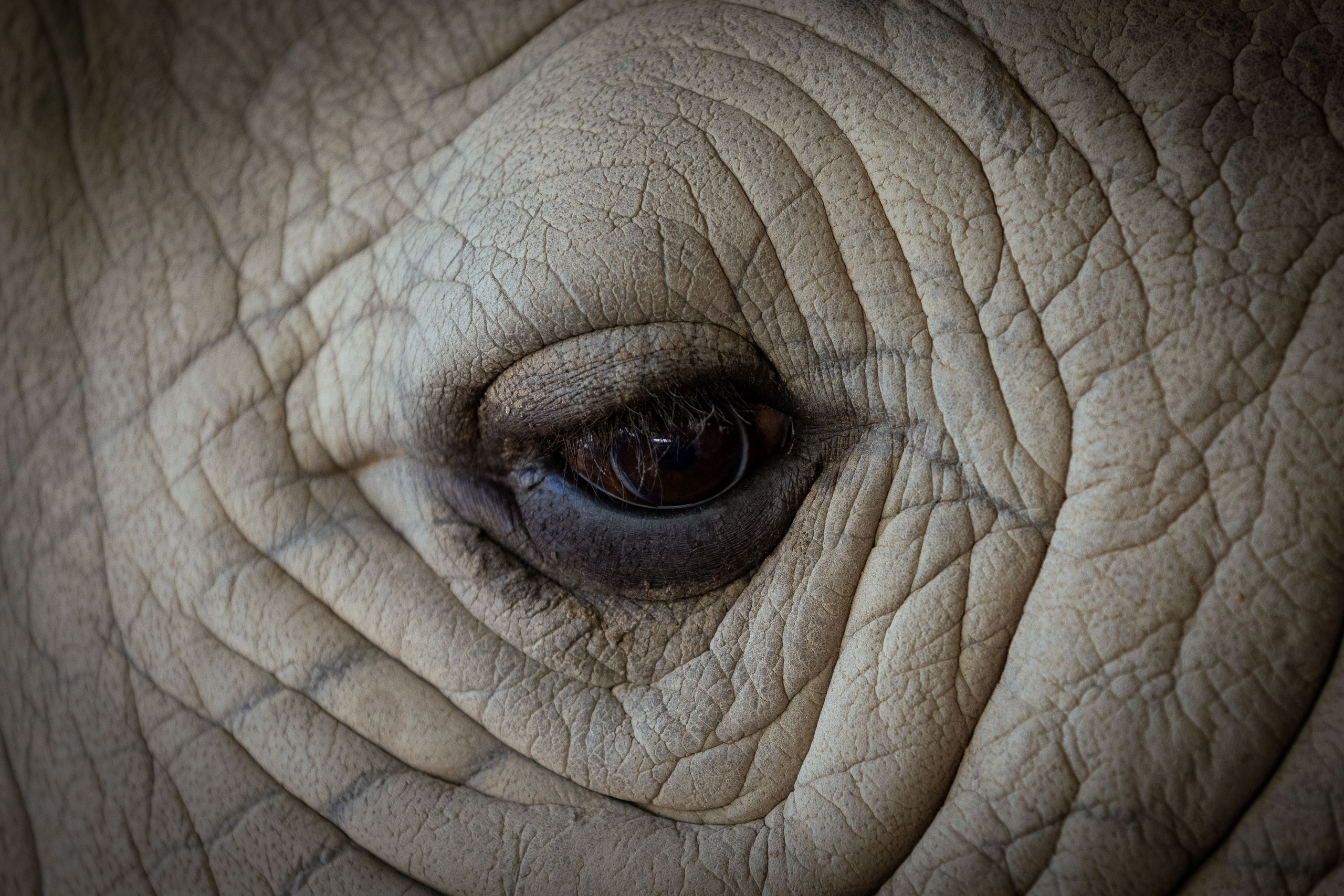 Таиланд (зима 2025). Фотограф Виноградов Константин