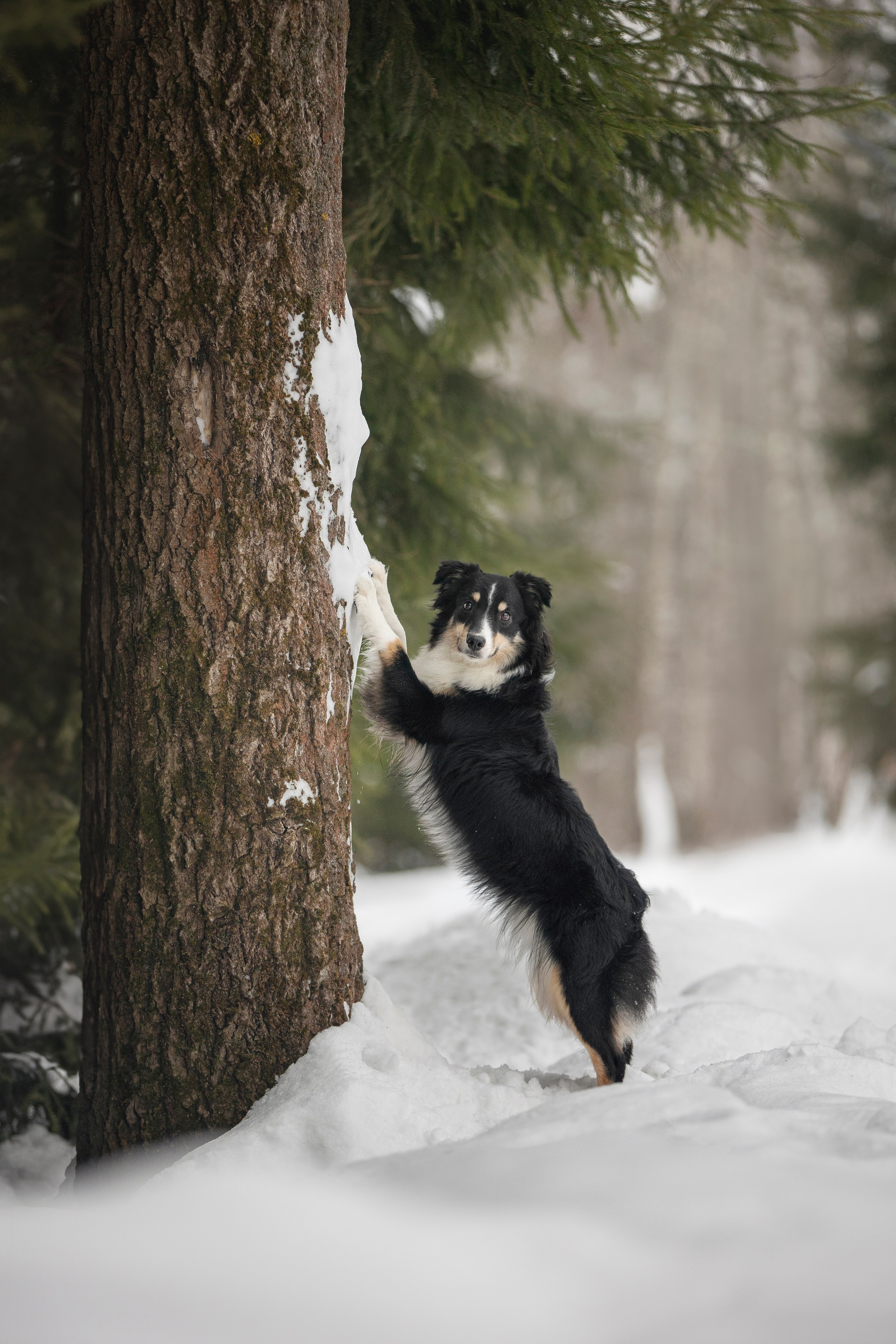Дария, Макс, Сезам и Чили. Фотограф анималист в Москве Майорова Евгения