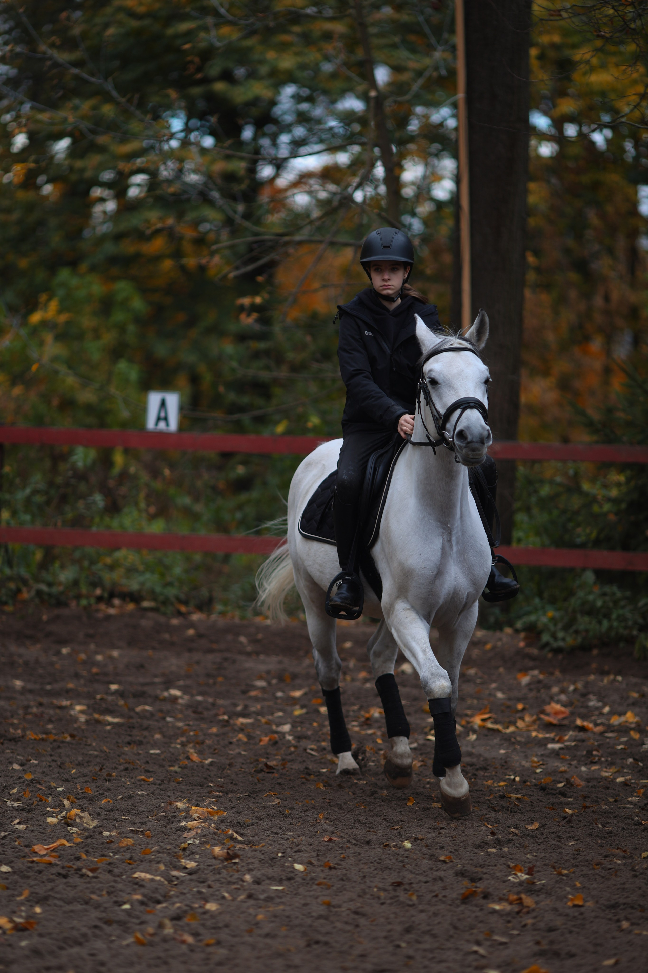 Фотосессия с животными. Фотограф Алина Рошаль. С 2017 года ловлю эмоции и превращаю их в нежные воспоминания для вас в Москве и Подмосковье
