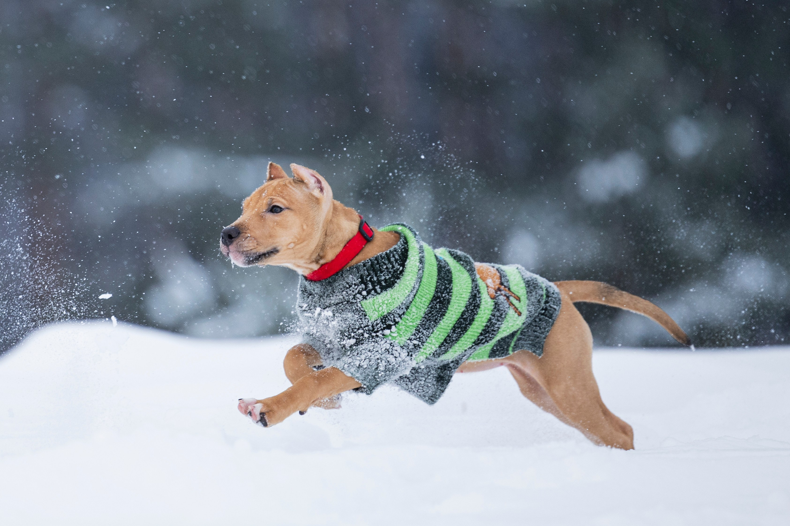 Миура. Фотограф-анималист Анна Маринич