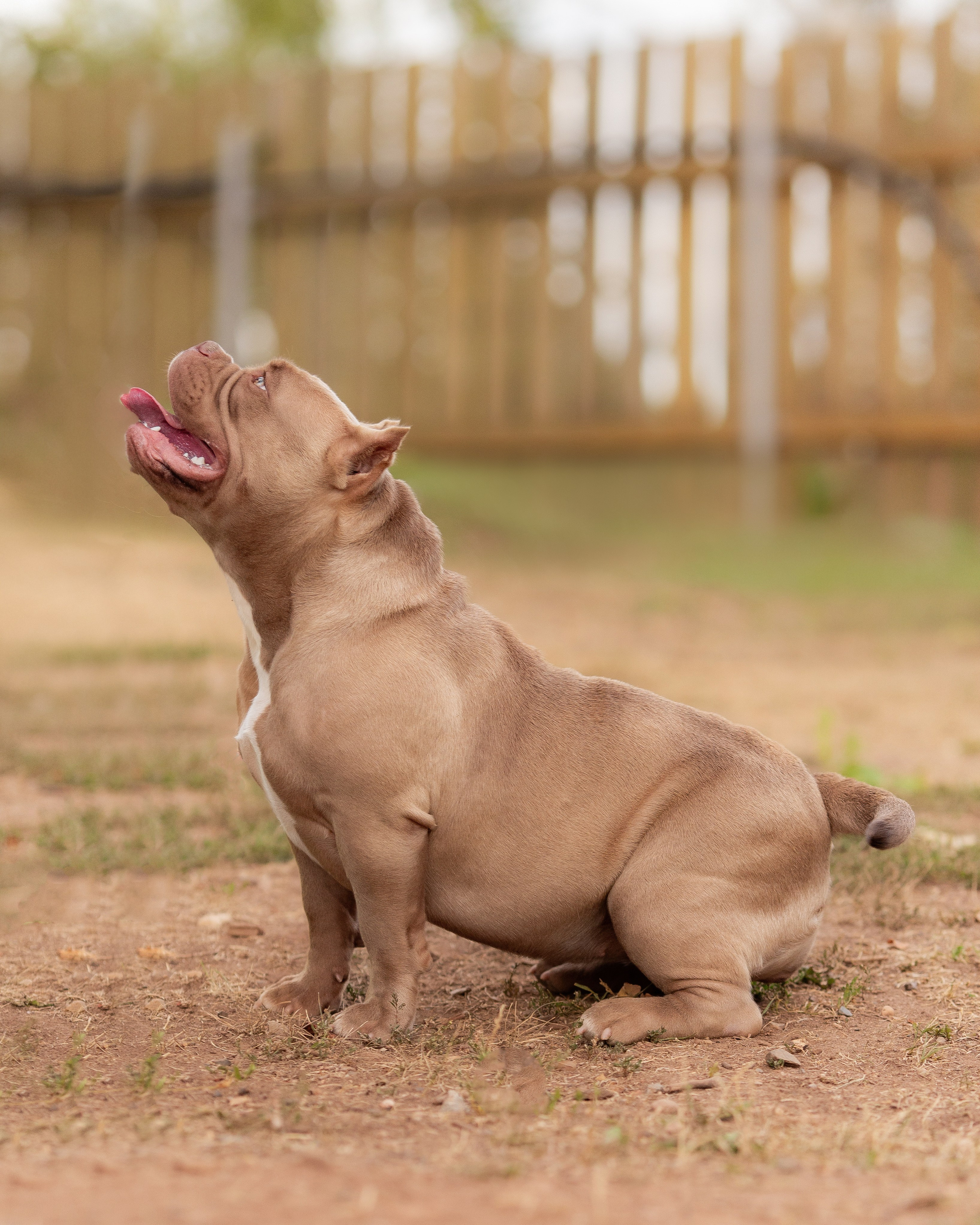 Наталья и булли. Фотограф Анималист в Перми Анастасия Остерман
