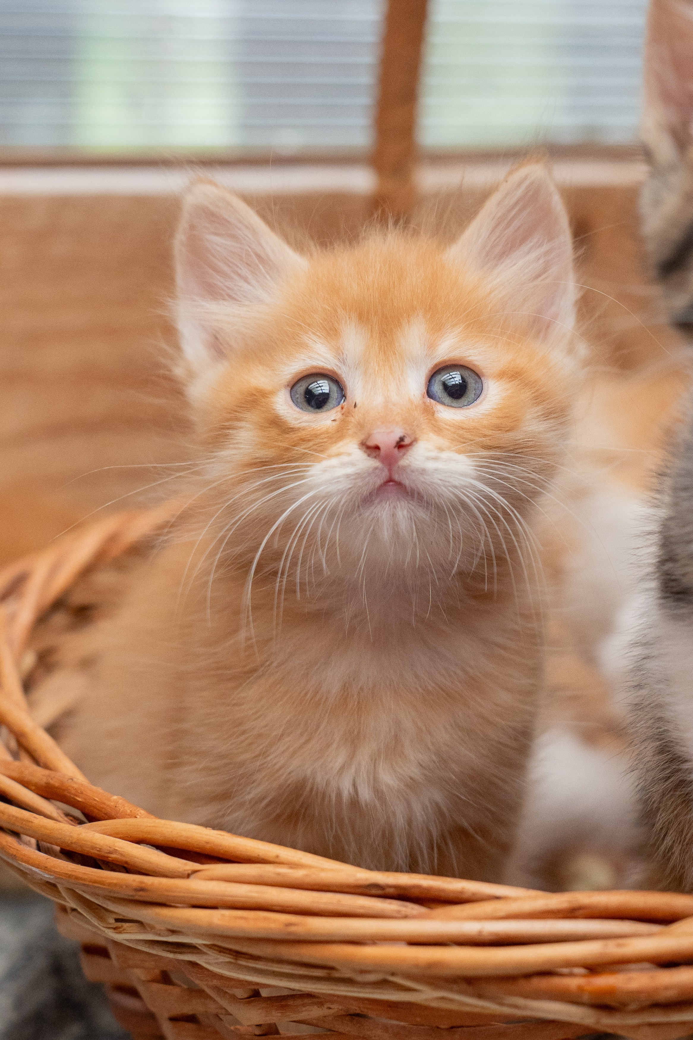 Анимализм. Портретный фотограф Олеся Владимирова в Москве
