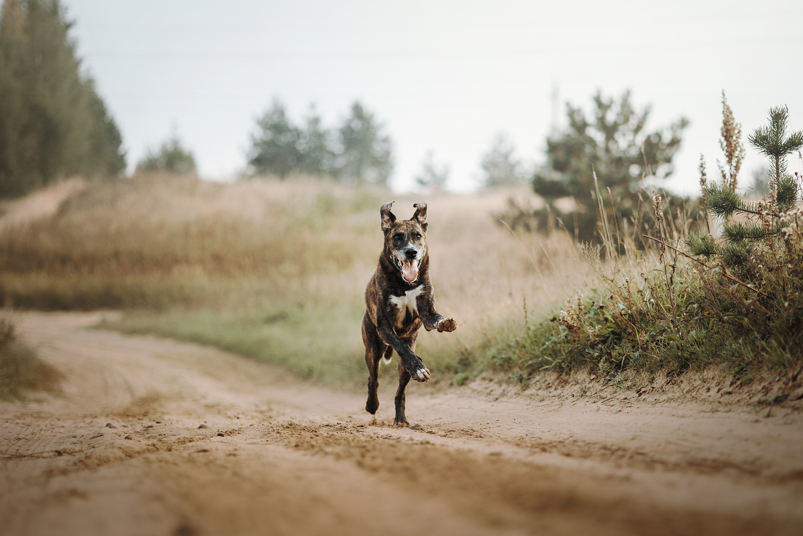 Любовь и ее хвостики. Фотограф — Анималист | Санкт-Петербург