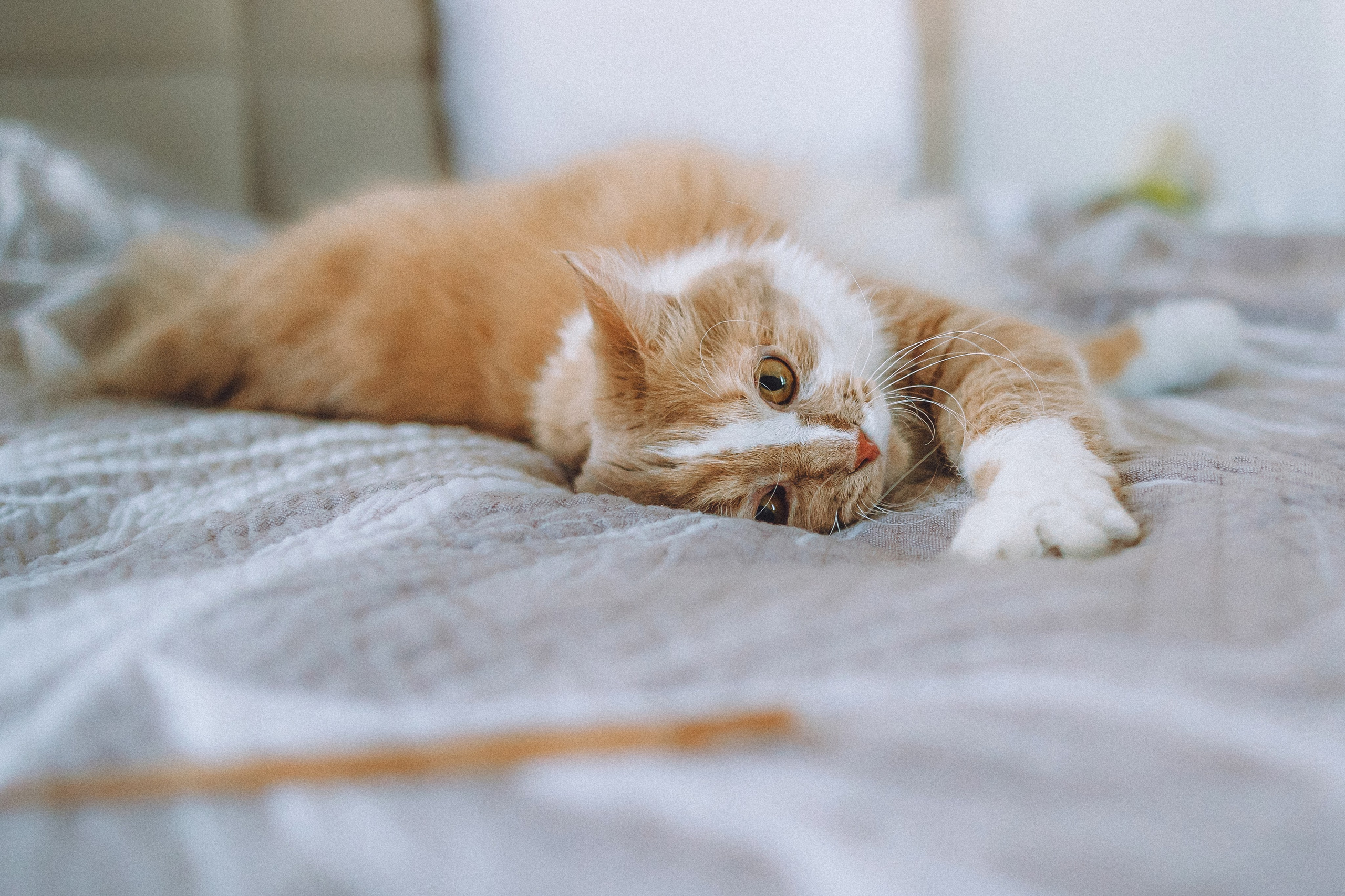 День Рождения Шу