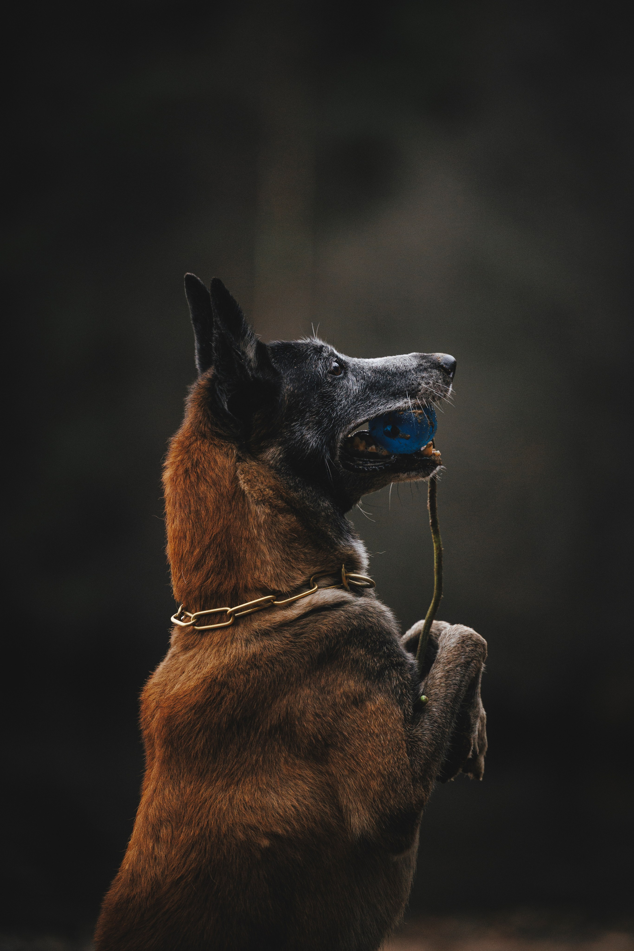 Омен, Айс и Рицу. Фотограф-анималист Анна Маринич