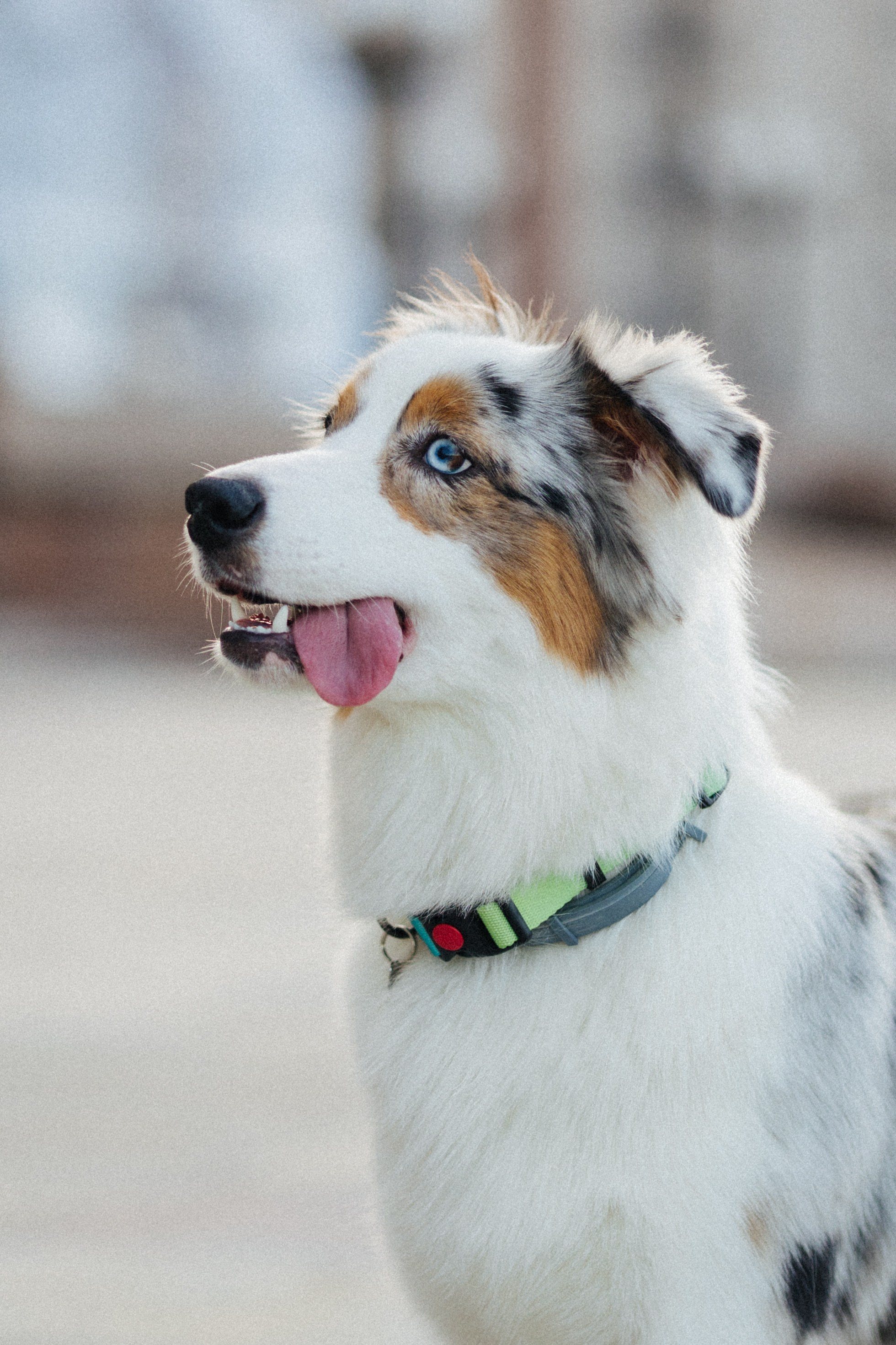 Настя, Влад и Лэйк. Фотораф — анималист Мария Шистка