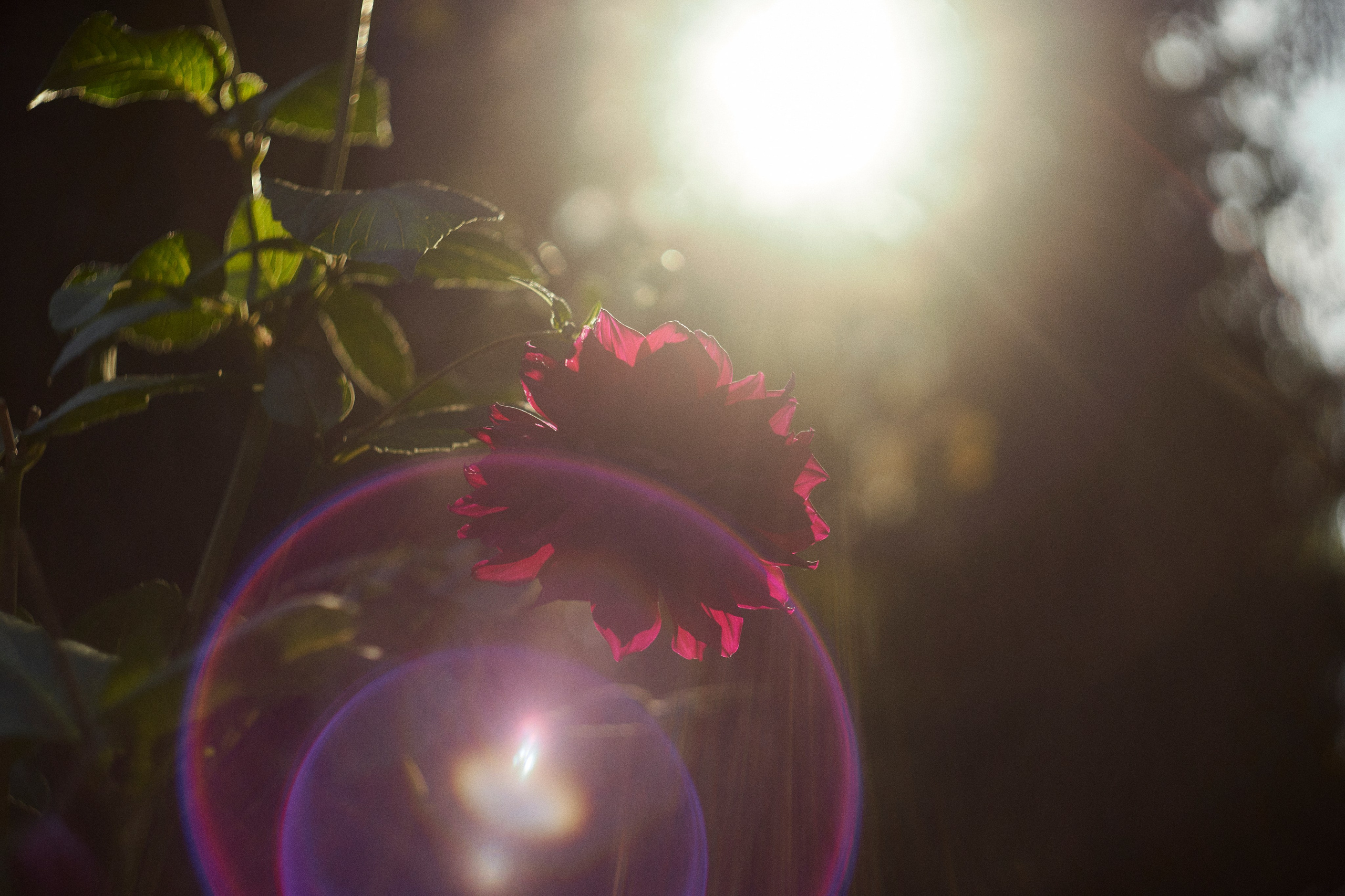 Life on Helios 44-2. Портретный фотограф в Москве