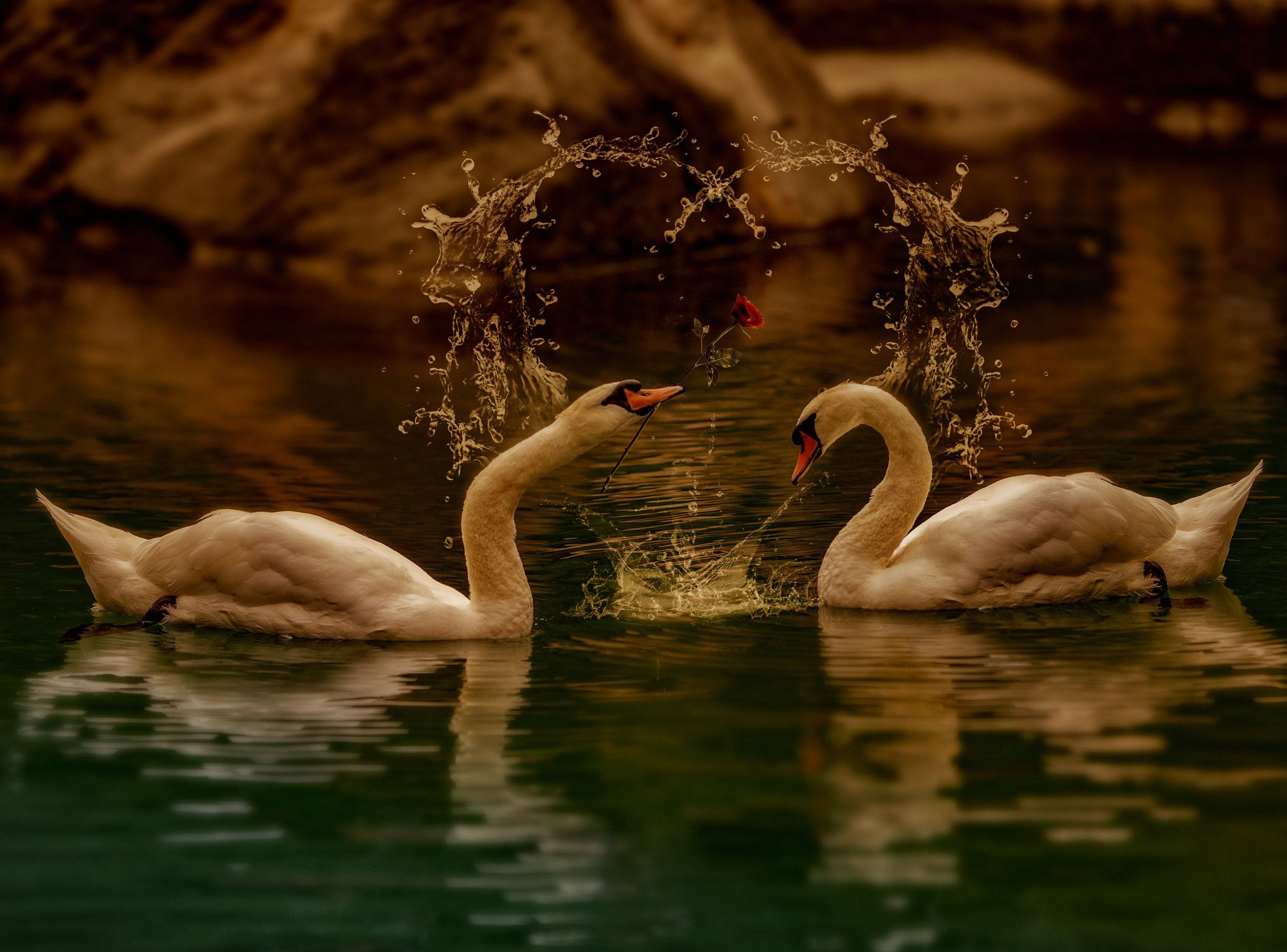 Лебединая верность. Медиапродюсер, фотограф в Минеральных Водах —Виктор Холодов