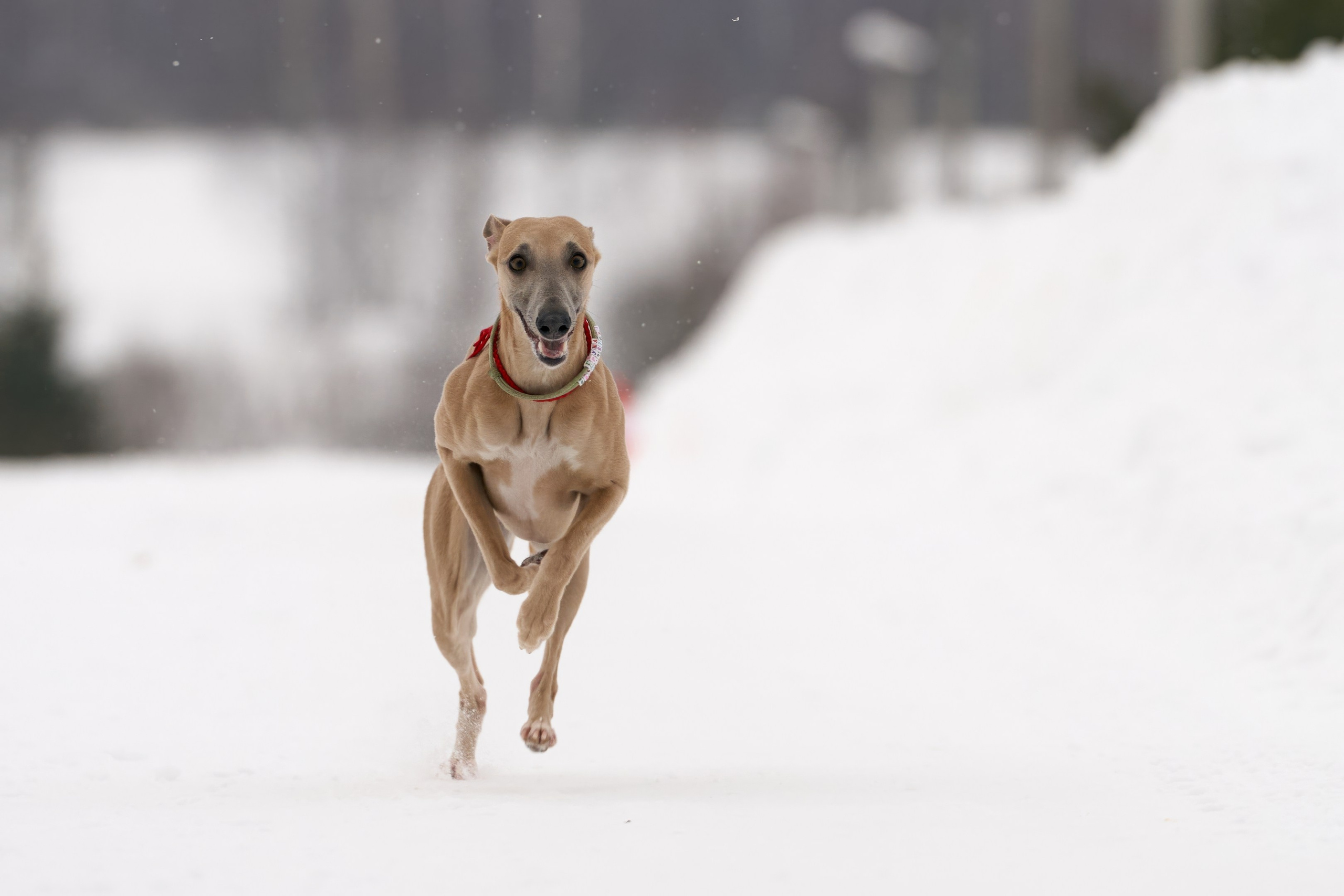 Фотосессии. Фотограф-анималист Михаил Манухин