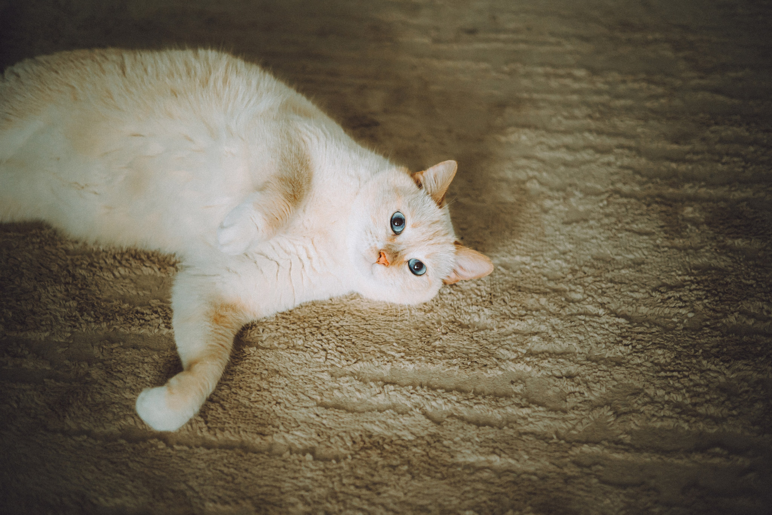 Топик и его семья