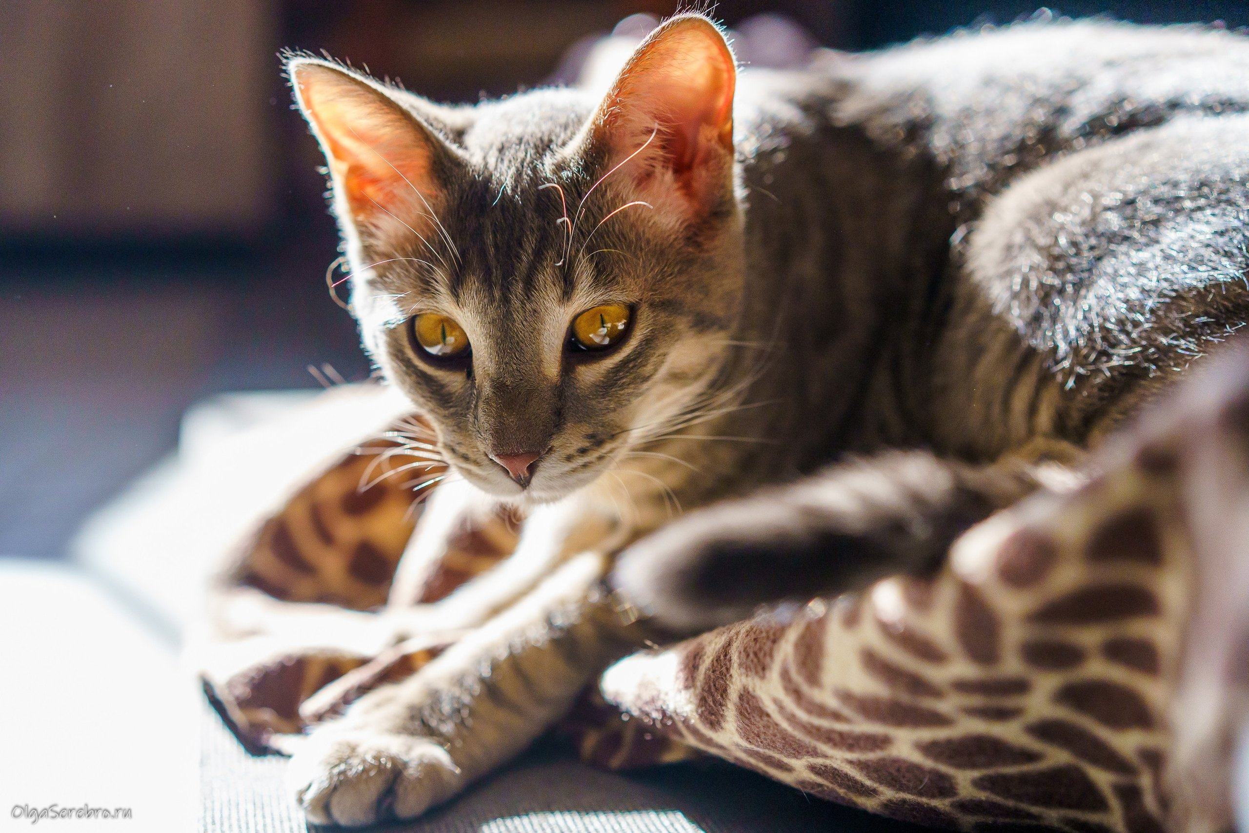 КОТОЙОГА. Фотограф Челябинск · Ольга Серебрякова