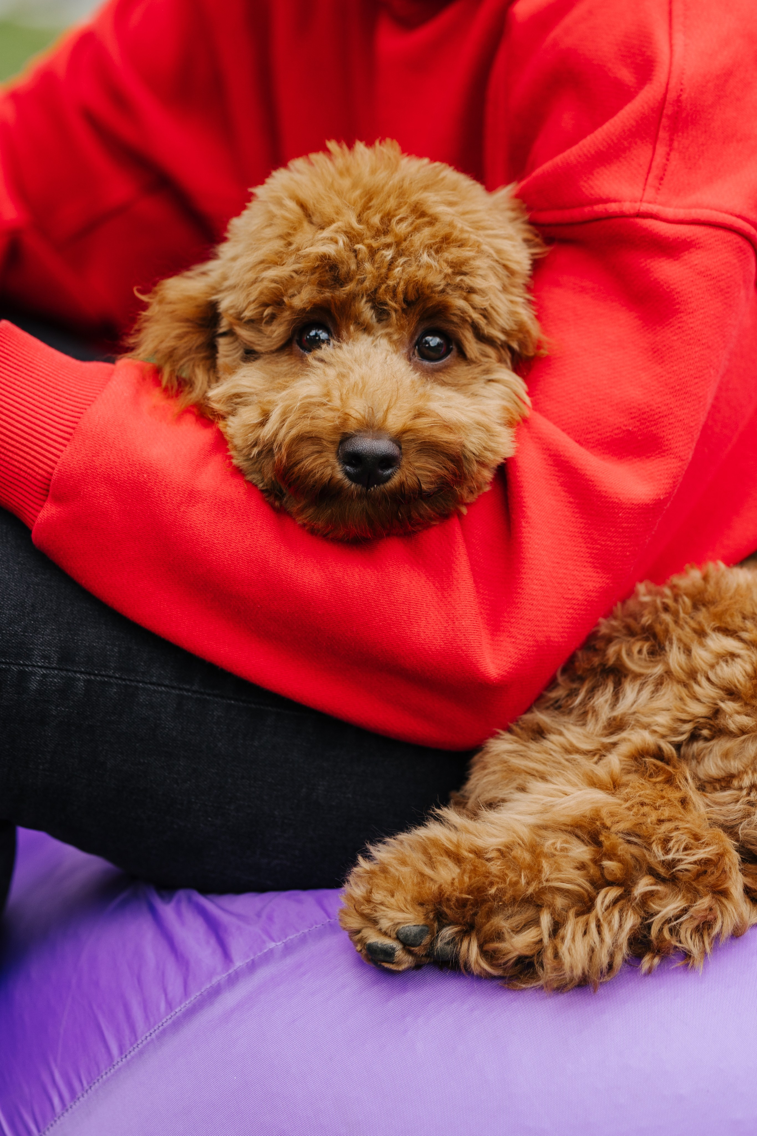 Хвостатый репортаж. Аксана Лисовская фотограф в Москве. Фотографии с характером