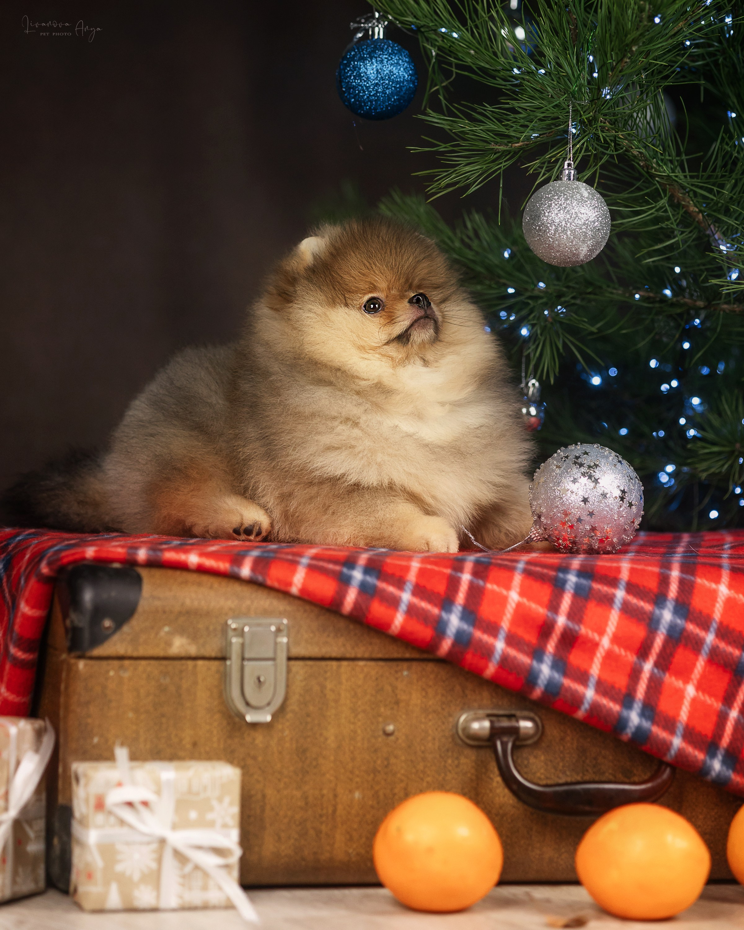 Фотодень_1 2025. Фотограф анималист Аня Ливанова | Рыбинск