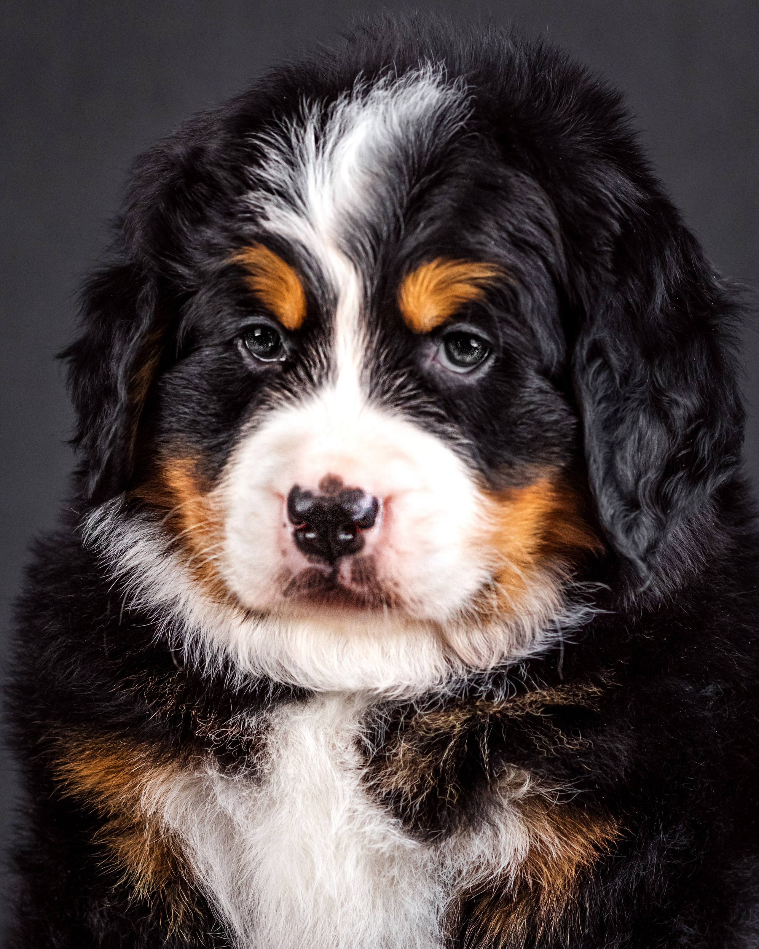 Берны. Фотограф анималист Аня Ливанова | Рыбинск