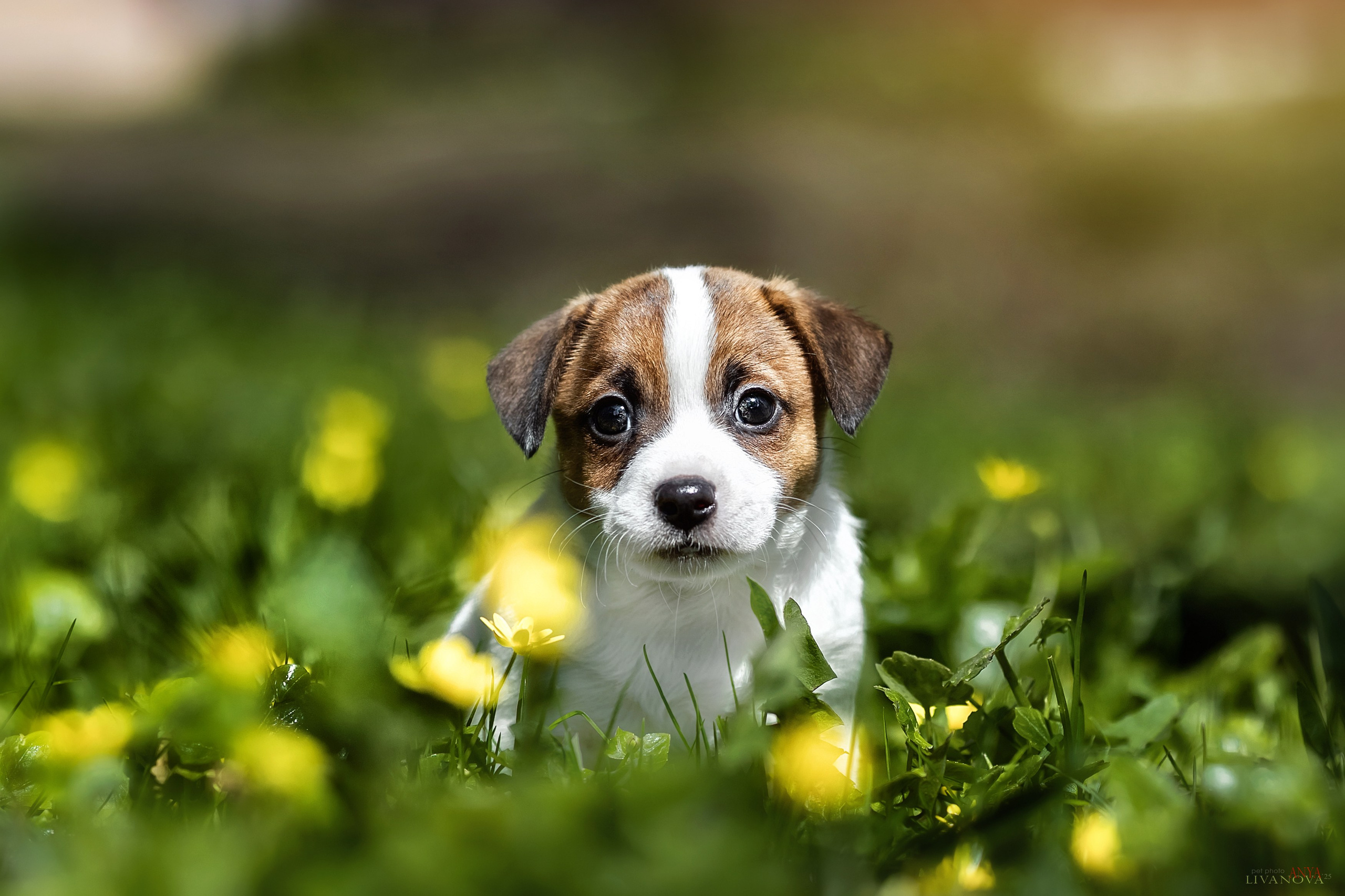 ДРТ. Фотограф анималист Аня Ливанова | Рыбинск