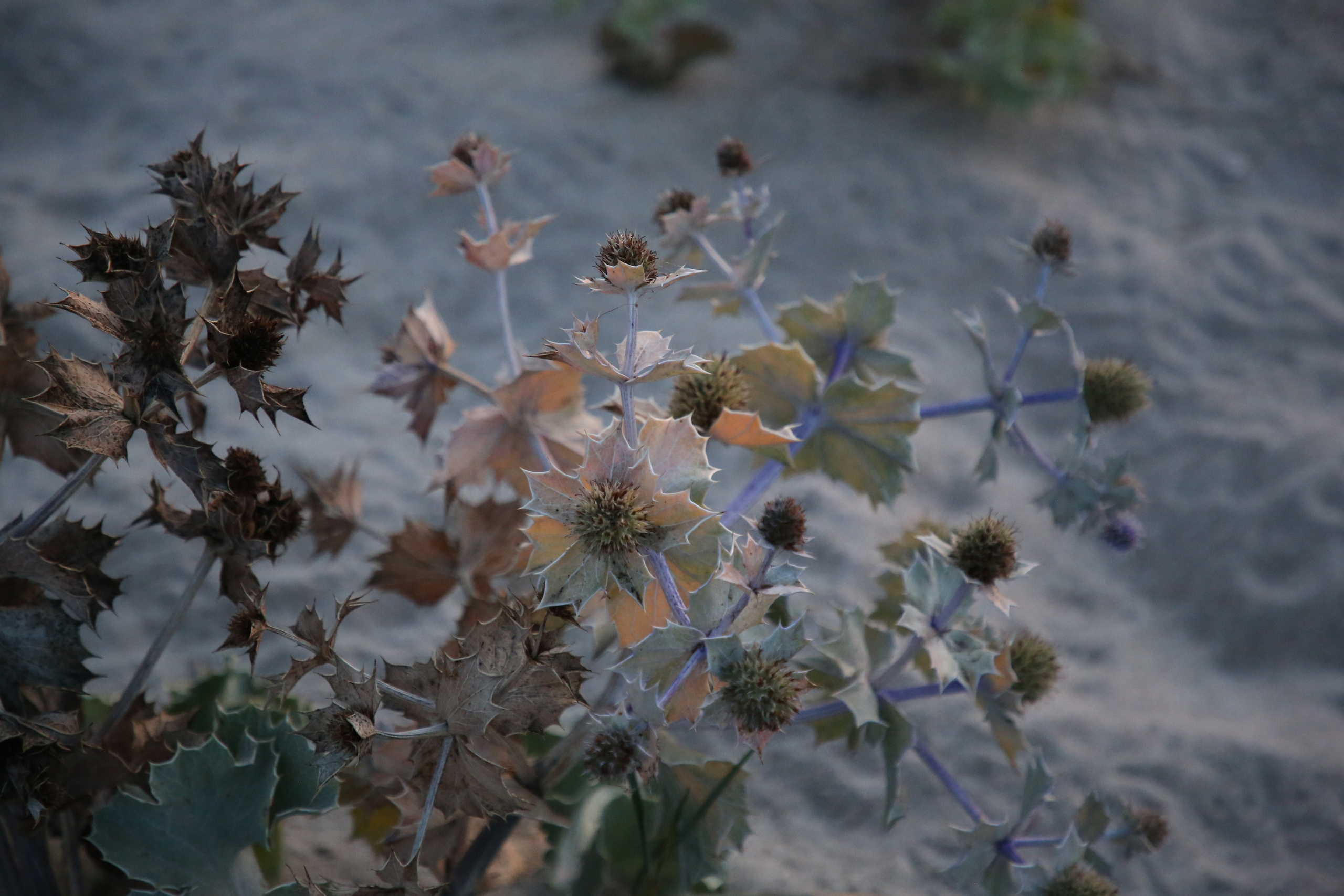 Esmoriz, Portugal. Andrey Filippov Photographer