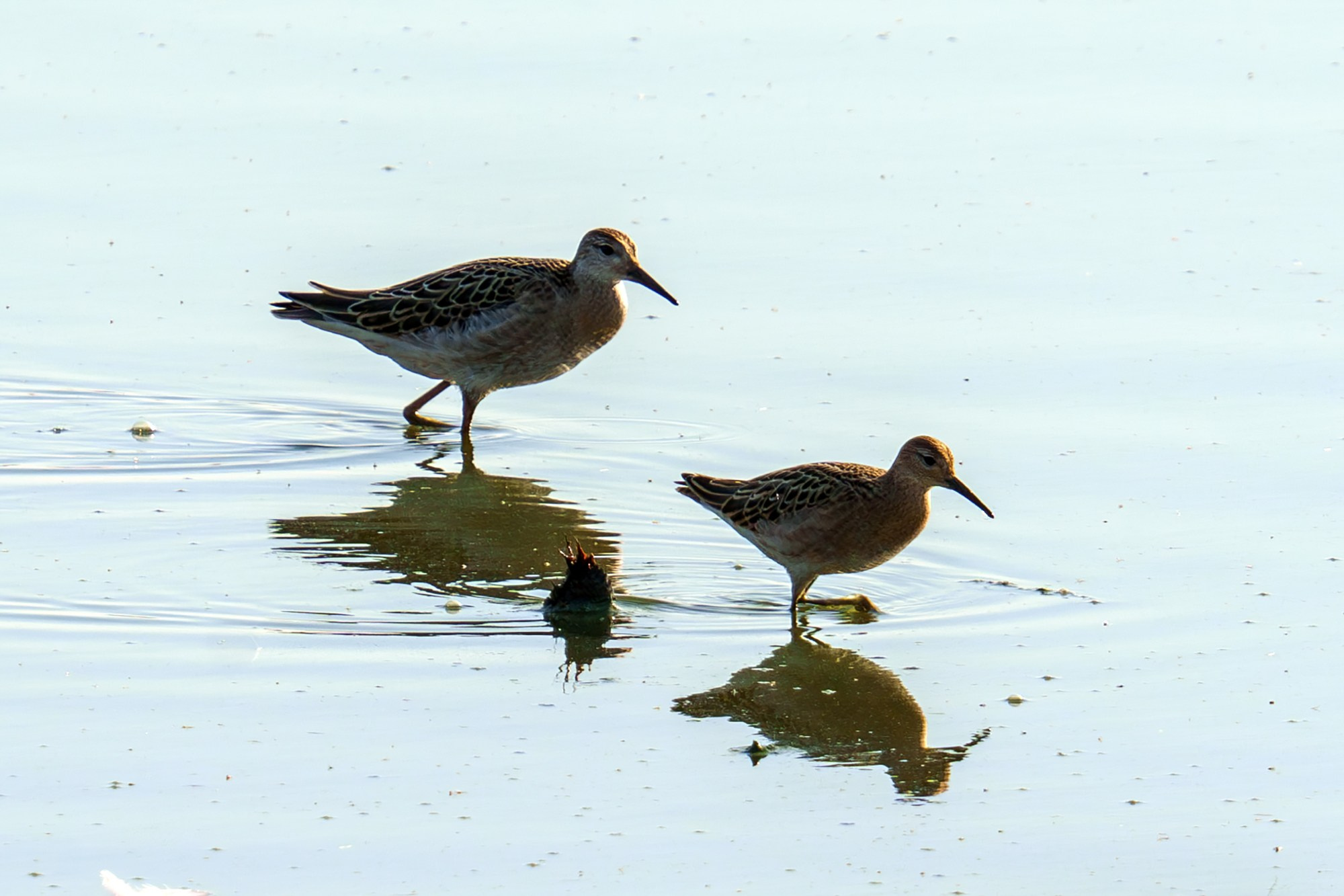 Удивительные мир птиц. Вокруг нас столько прекрасного — присмотритесь!. Ваш личный фотограф Марина Волкова