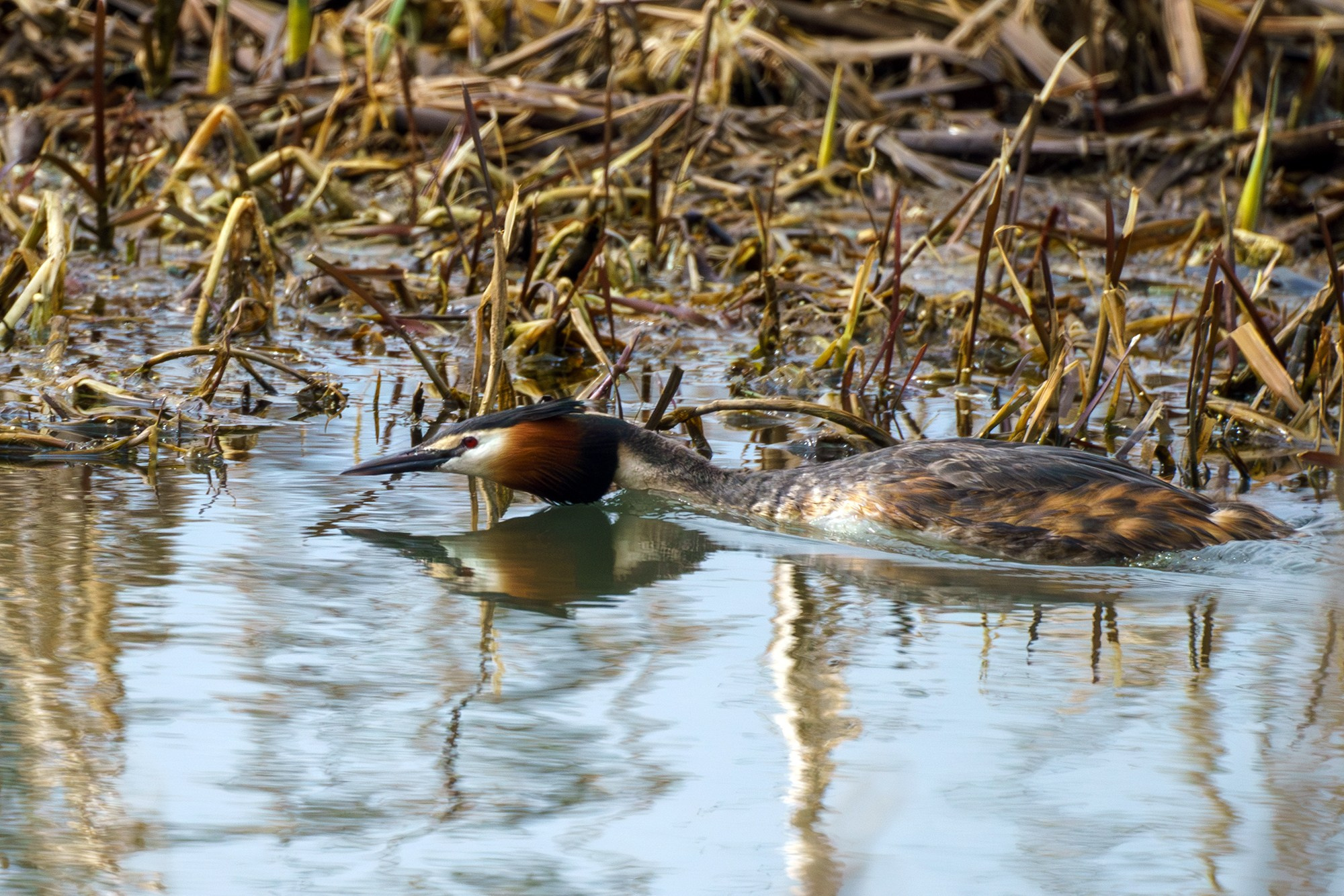 Удивительные мир птиц. Вокруг нас столько прекрасного — присмотритесь!. Ваш личный фотограф Марина Волкова