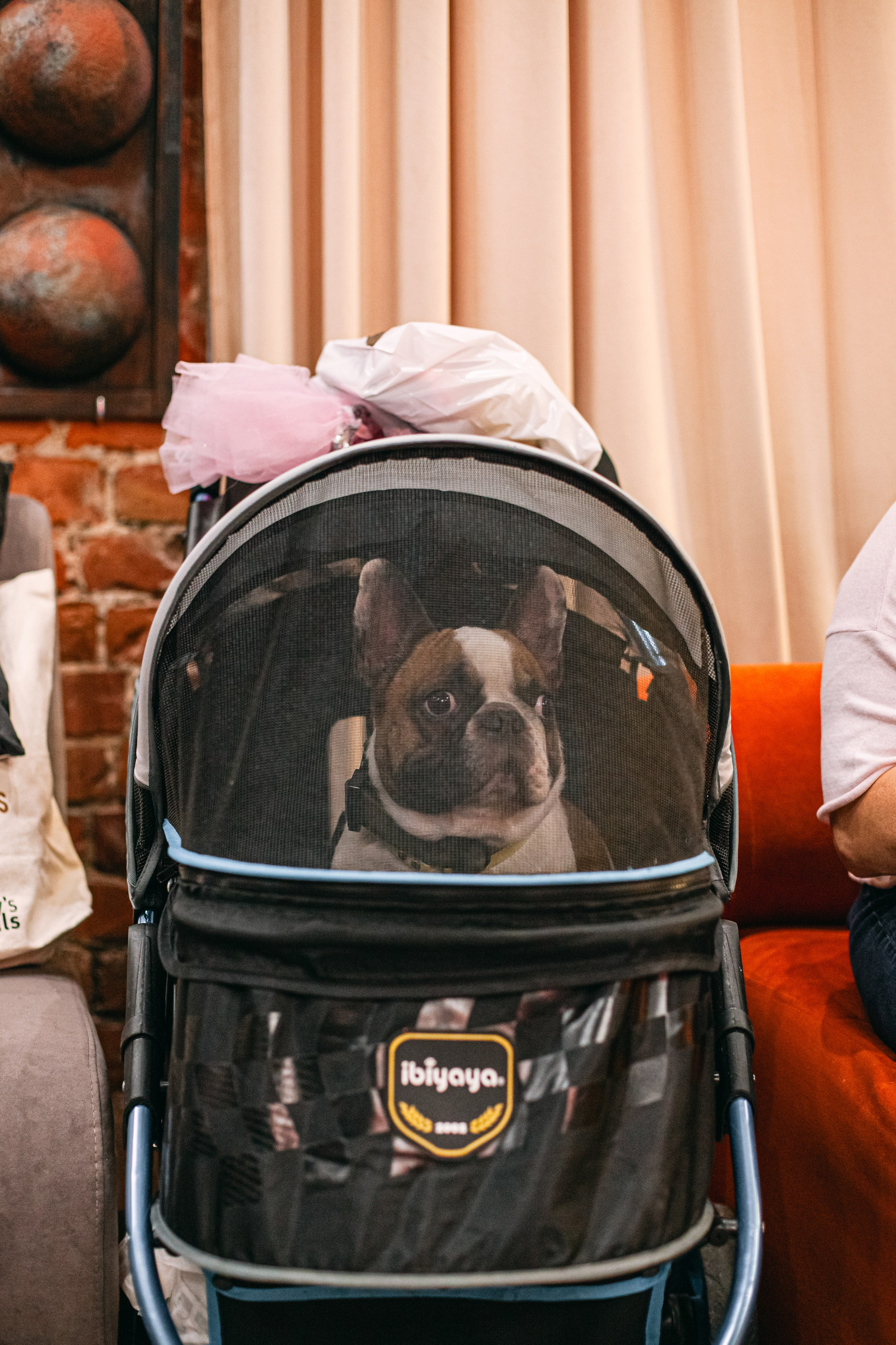 Бульёлка 2024. Фотограф-анималист Татьяна Степанова