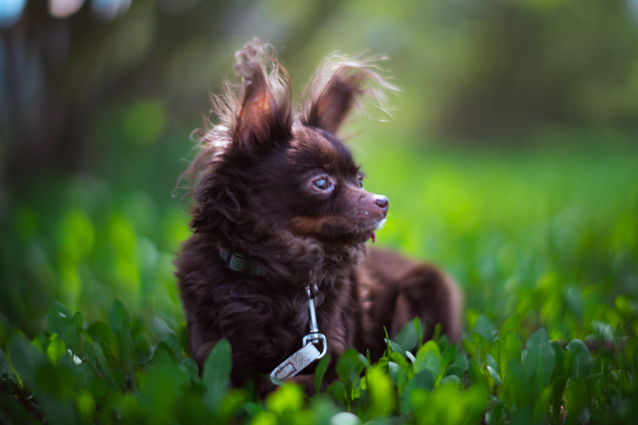 Animals — Животные