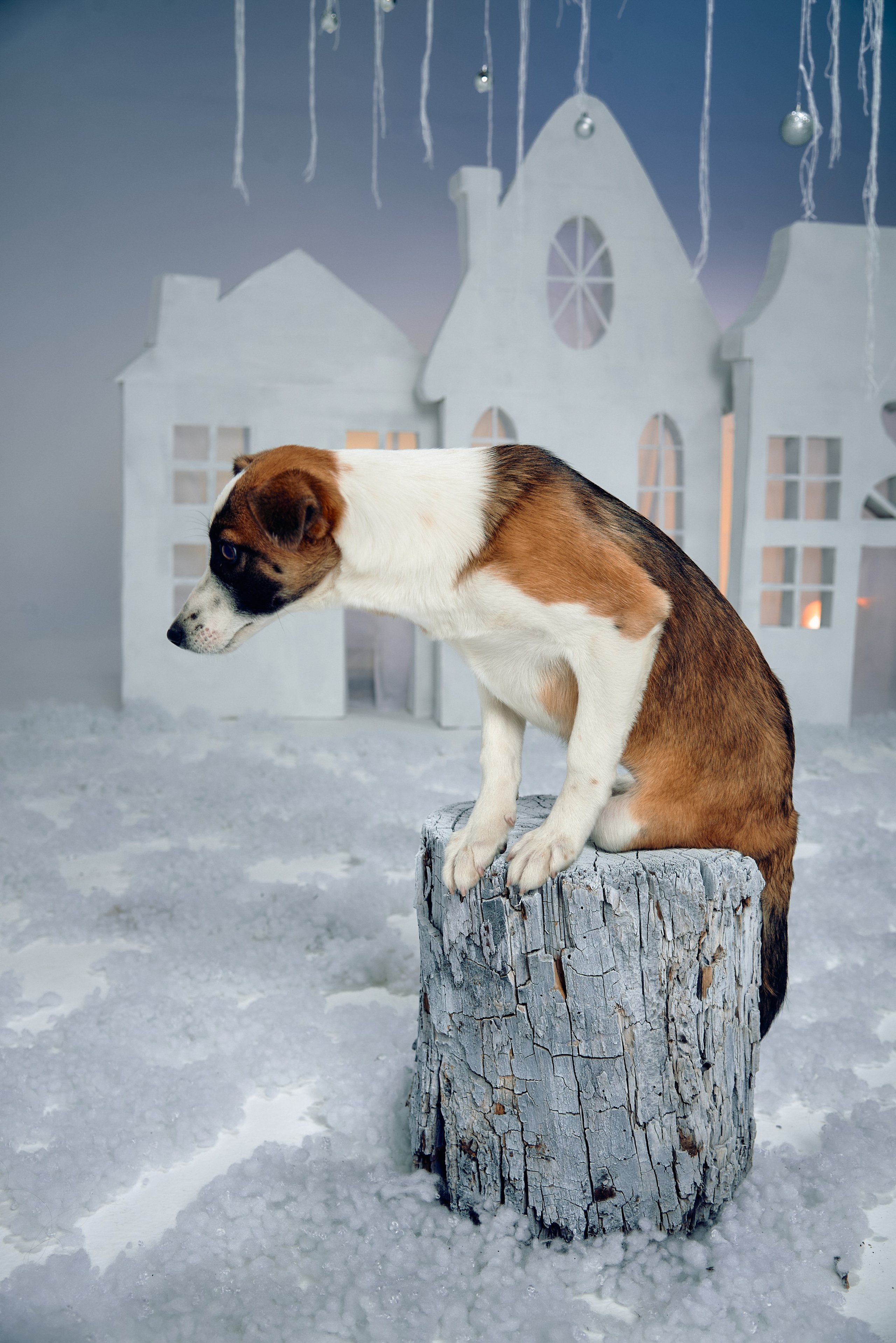 Съемка с питомцами из приюта. Фотограф Алматы Ольга Photodooshy