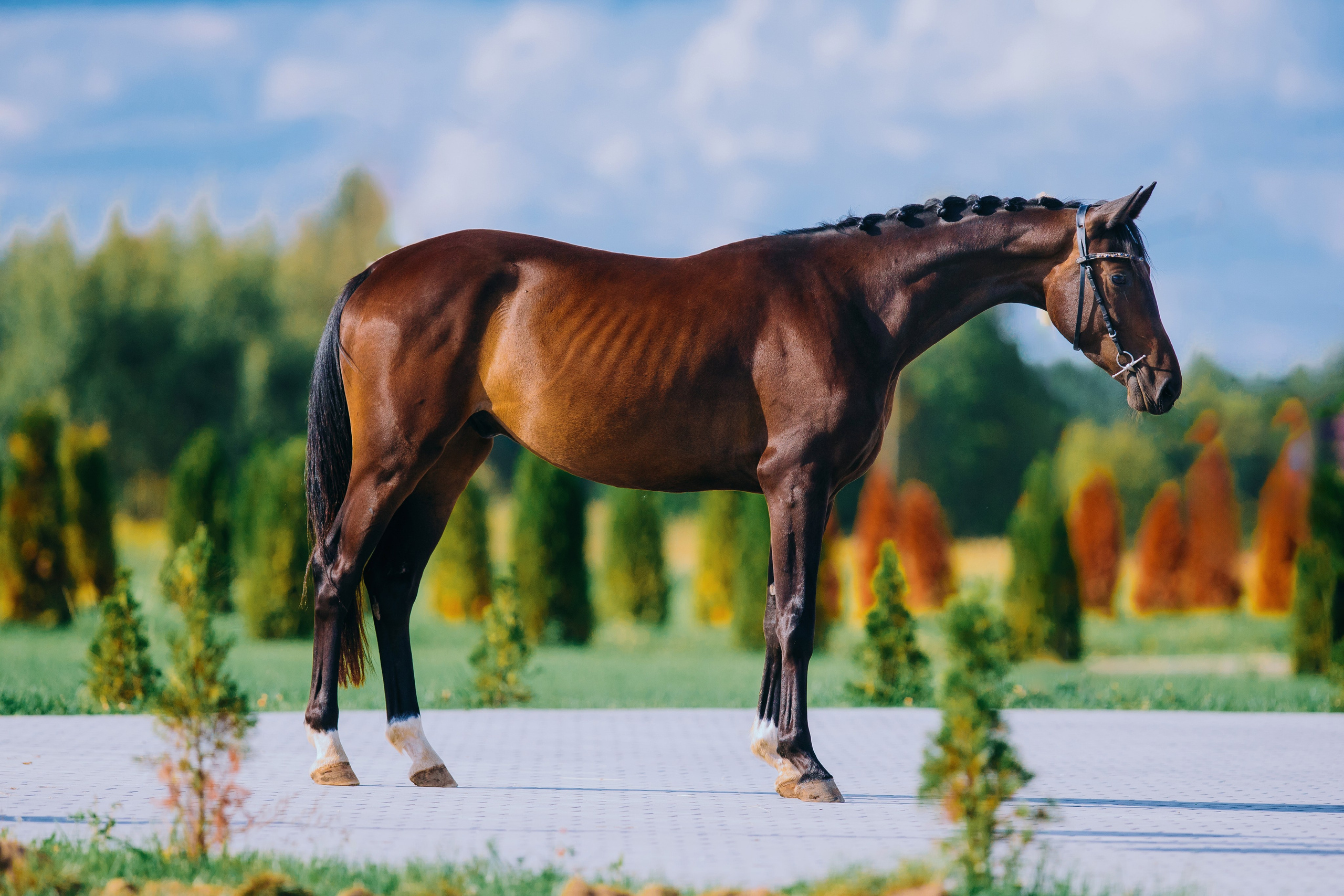 Экстерьеры. Фотограф-анималист Ксендзова Кристина