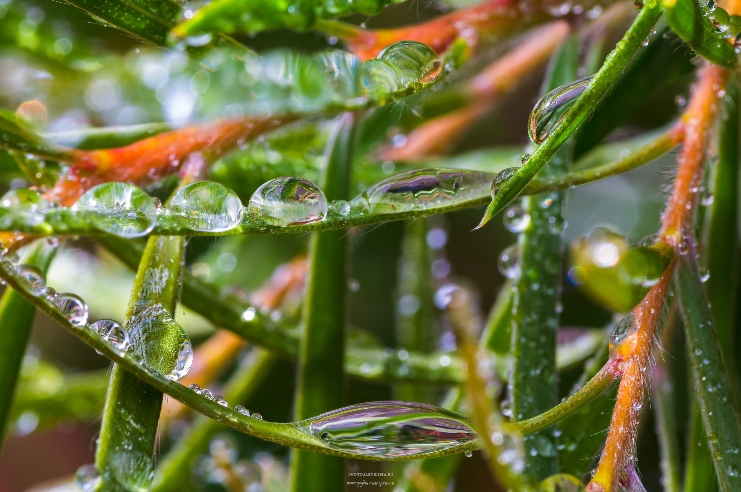 Капли, капелюшки. Авторские стильные фотокартины
