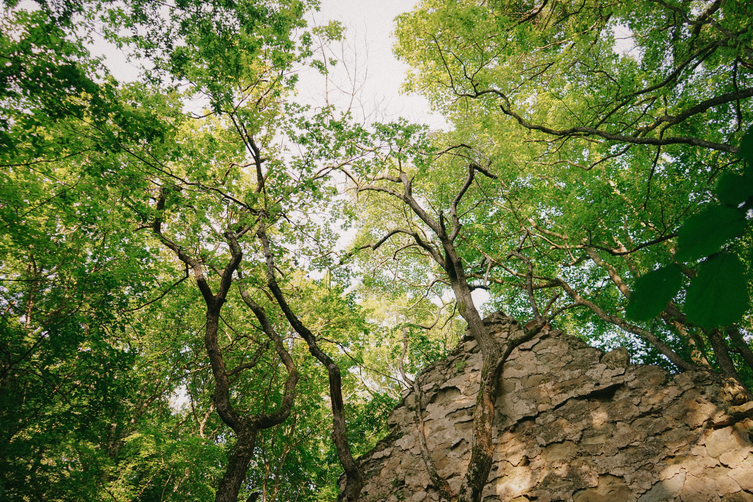 Свадебный фотограф в Грузии. Фотограф в Грузии ОАЭ | Nekit Fox