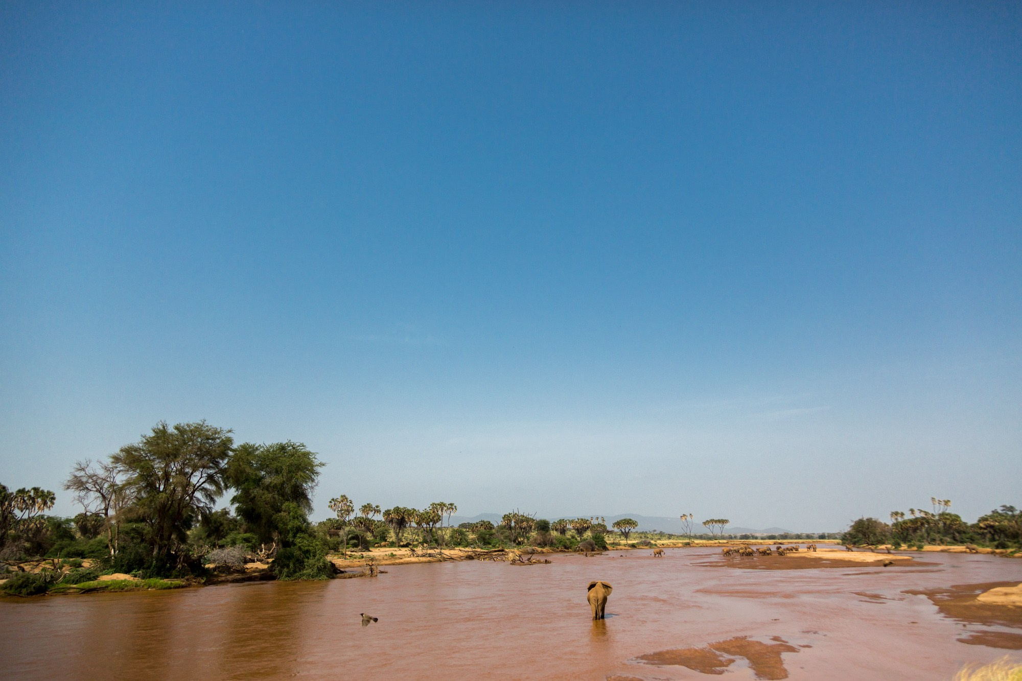 Африка. Кения. Фотосъёмка животных в африканской саванне. Фотограф Алексей Скоробогатько