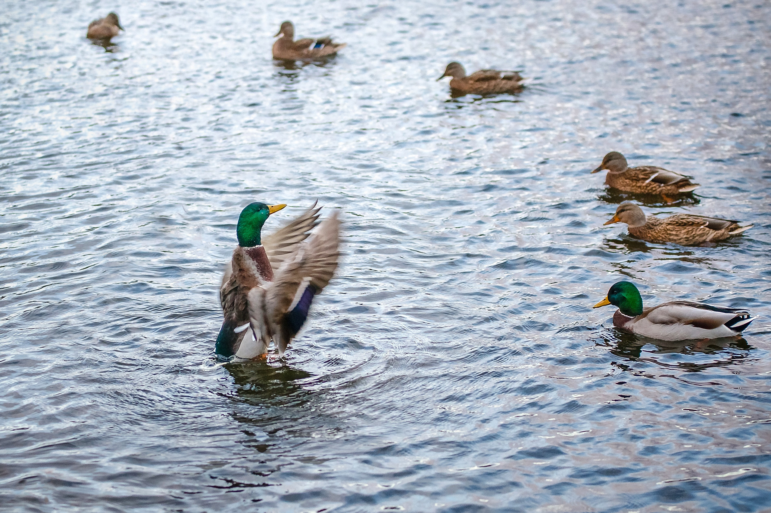 Наша мать — природа. Фотограф Владимир Артамонов