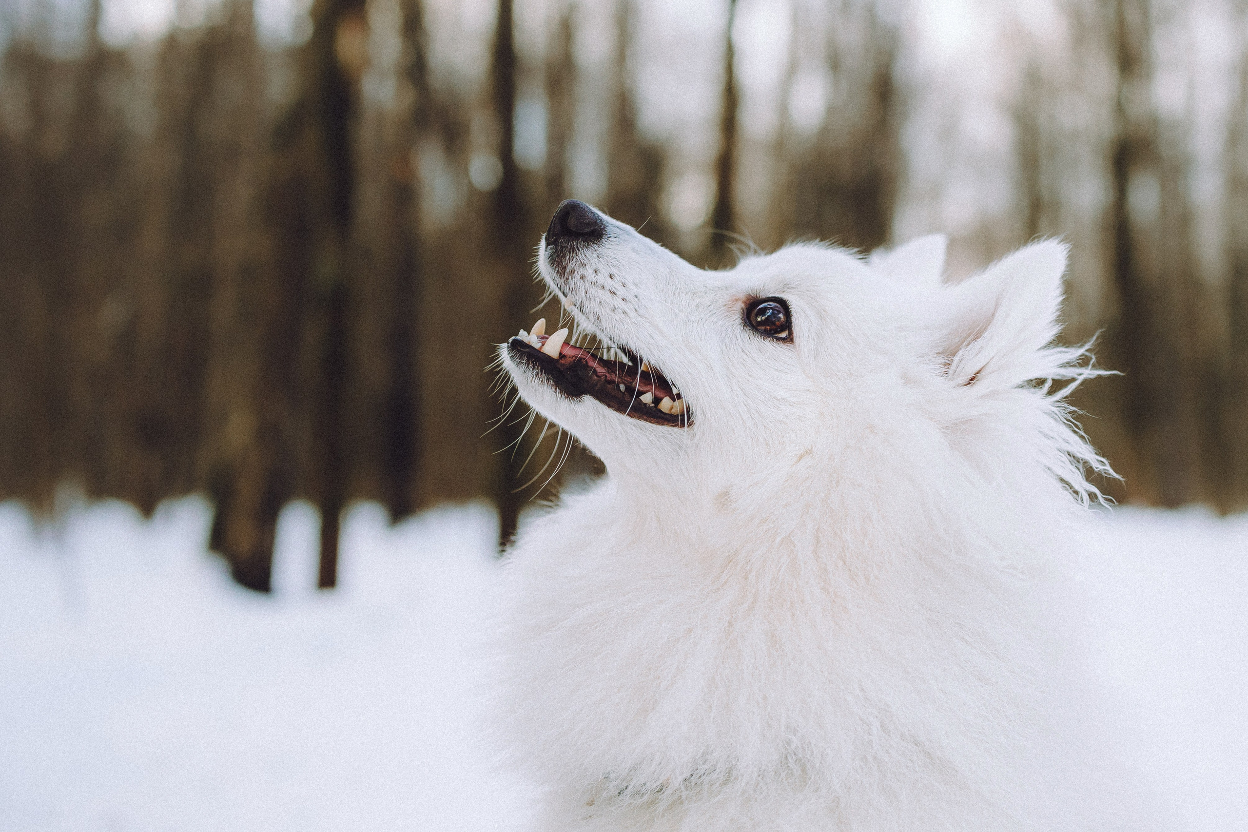 Шани и ее семья