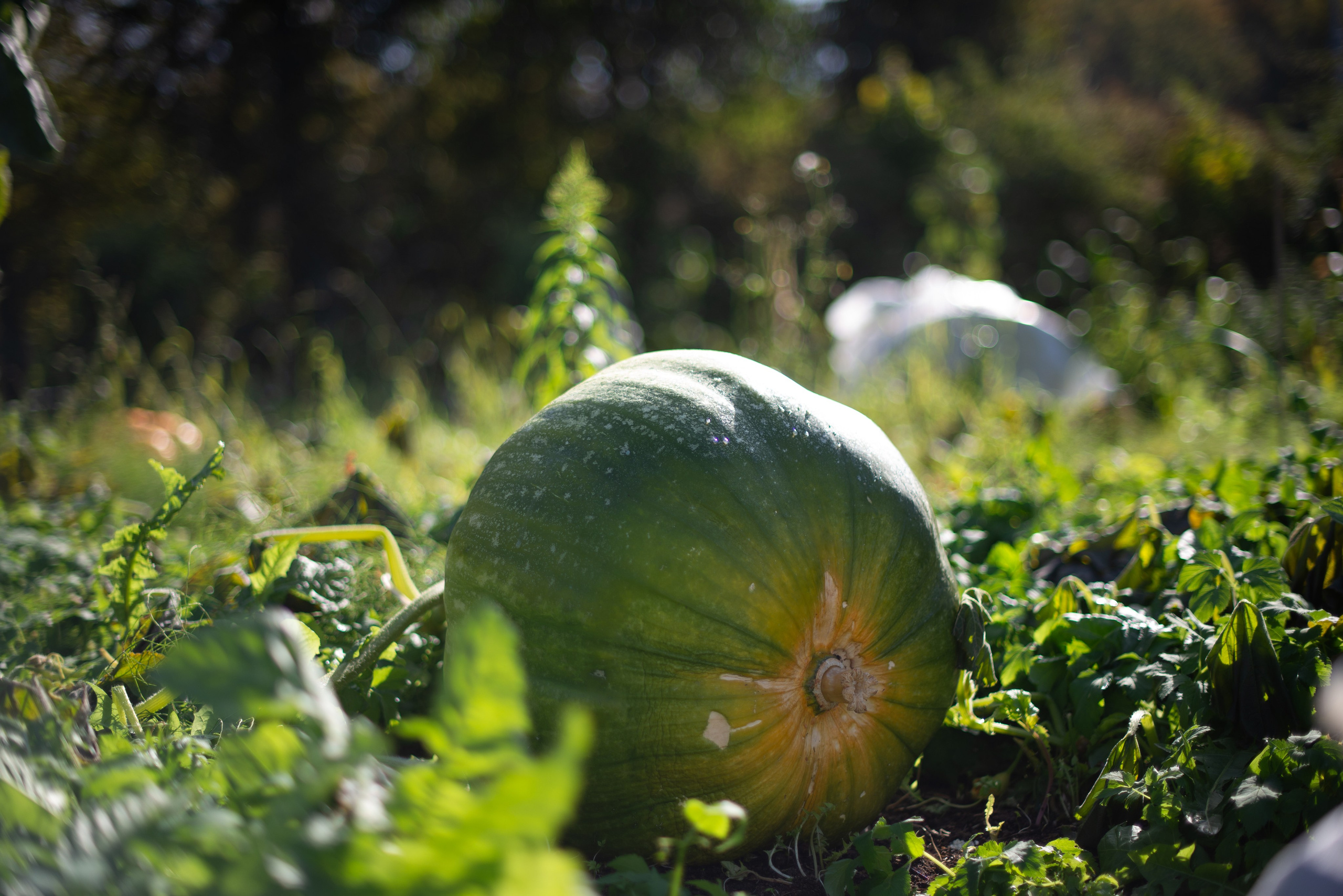 Цветы сада МГУ. Victoria Radjevna Репортажный Фотограф — Видеограф Москва • Санкт-Петербург