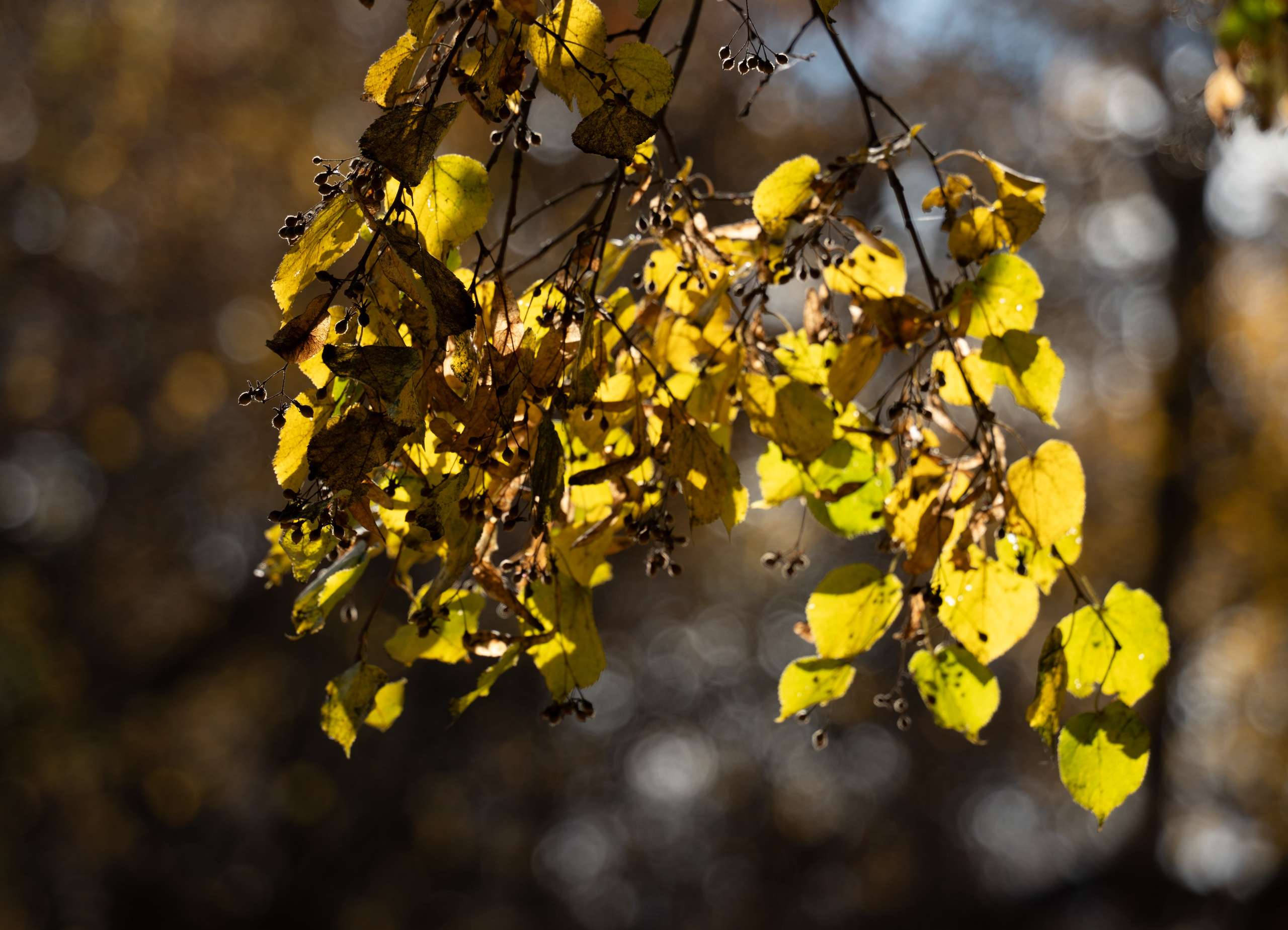 20251012 МГУ. Дмитрий Ремизов. Фотография, как хобби