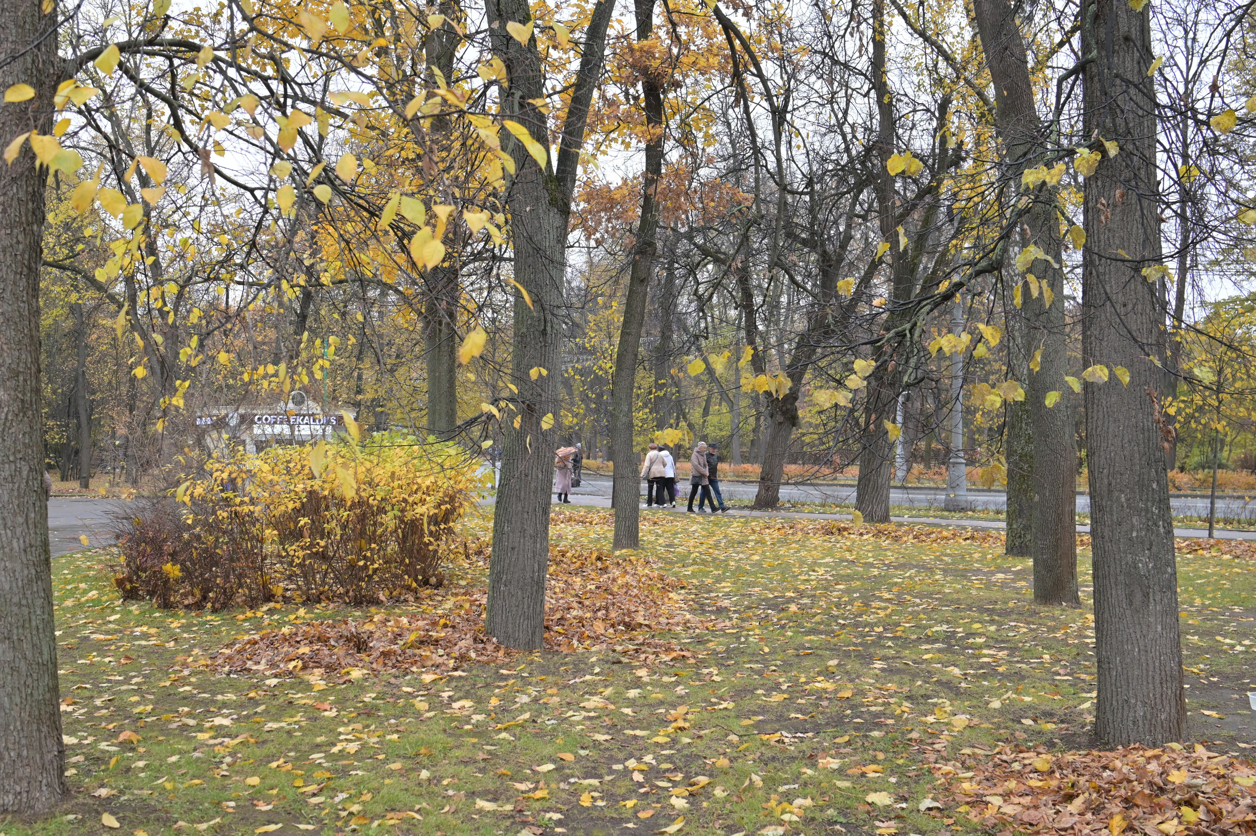 20241026 Сокольники. Дмитрий Ремизов. Фотография, как хобби