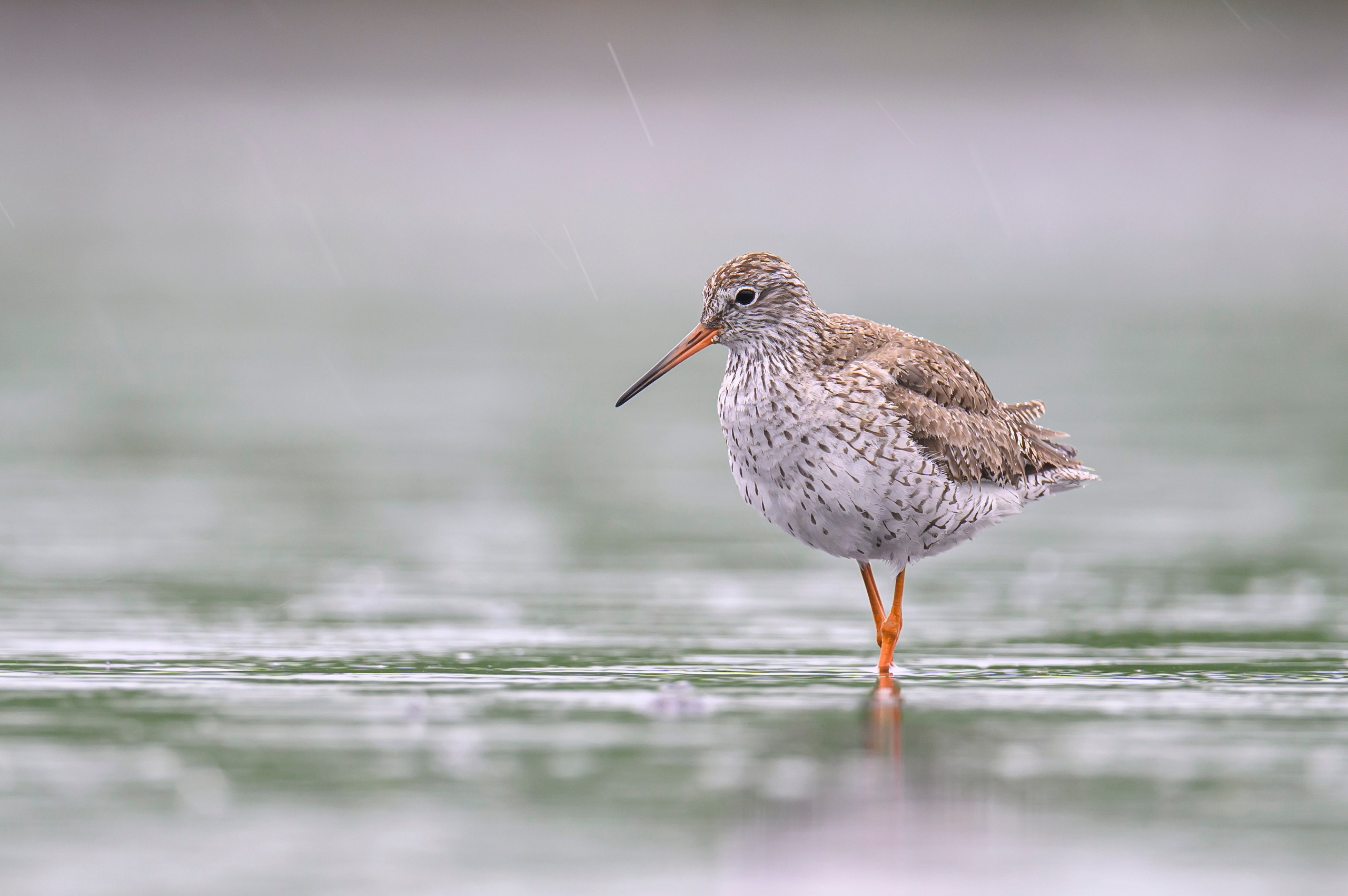 Кулики. Wildlife photography by Sergey Puponin