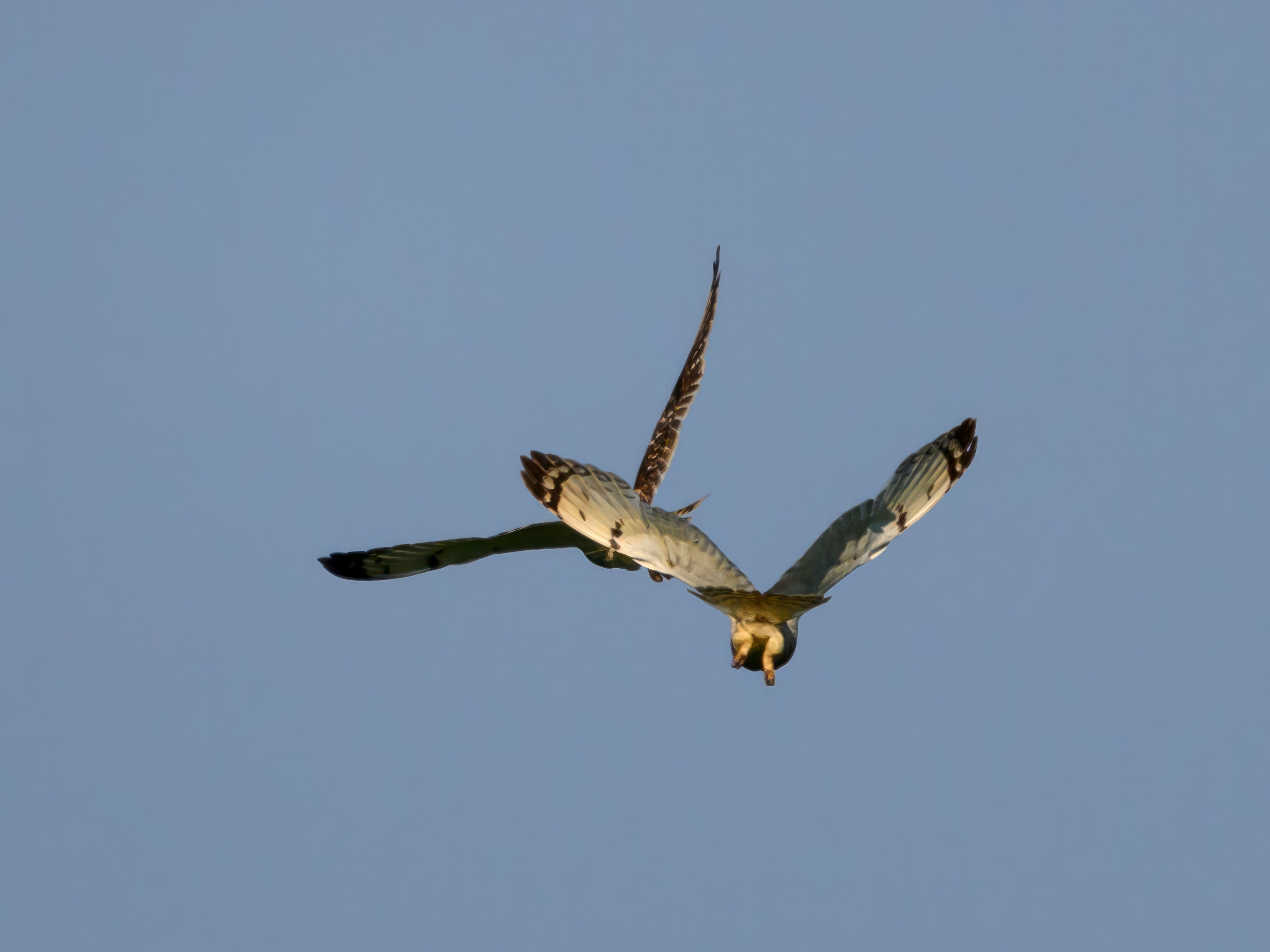 Совы делят территорию. Фотограф Сергей Пупонин