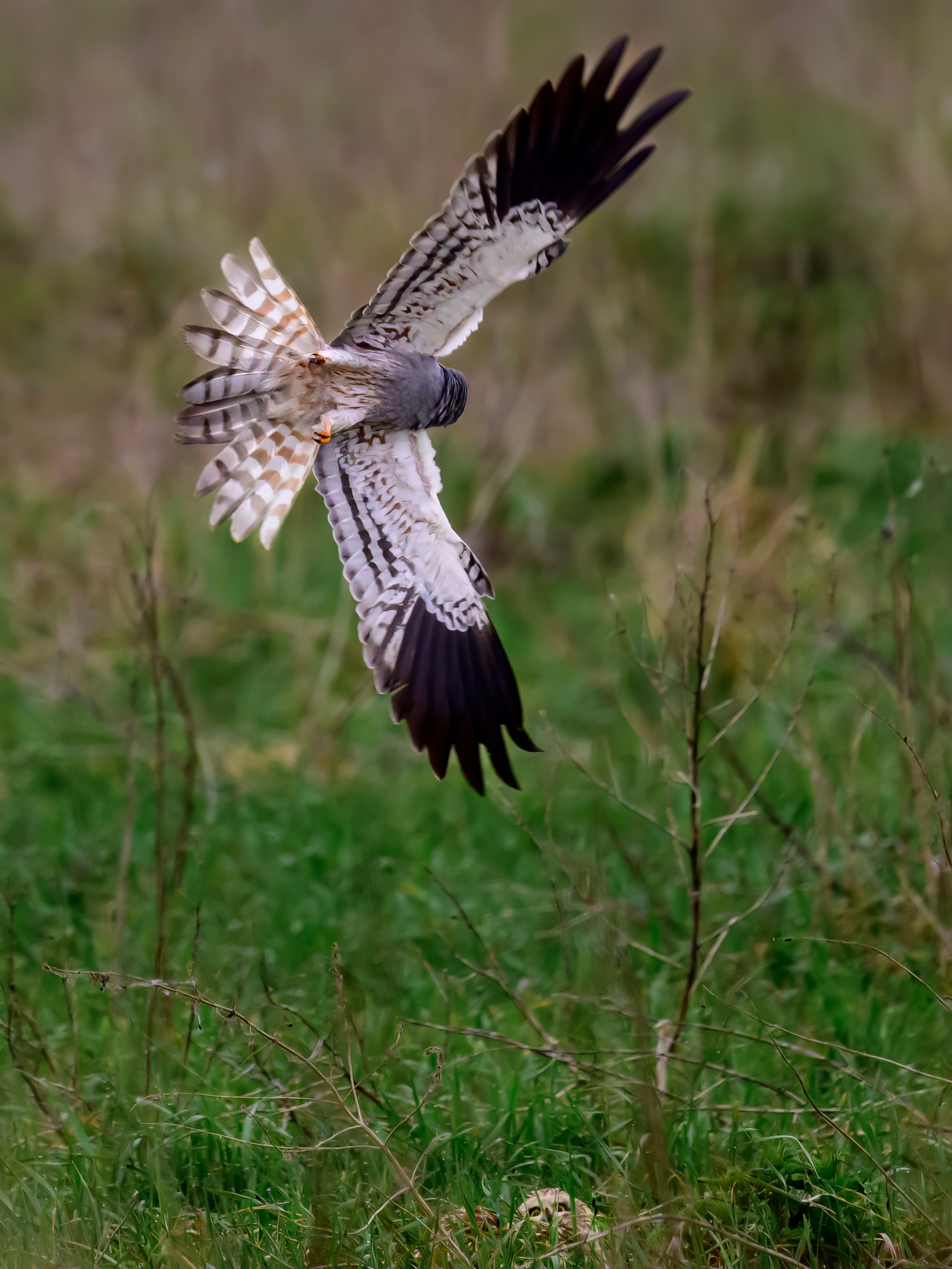 Лунь атакует сову. Wildlife photography by Sergey Puponin