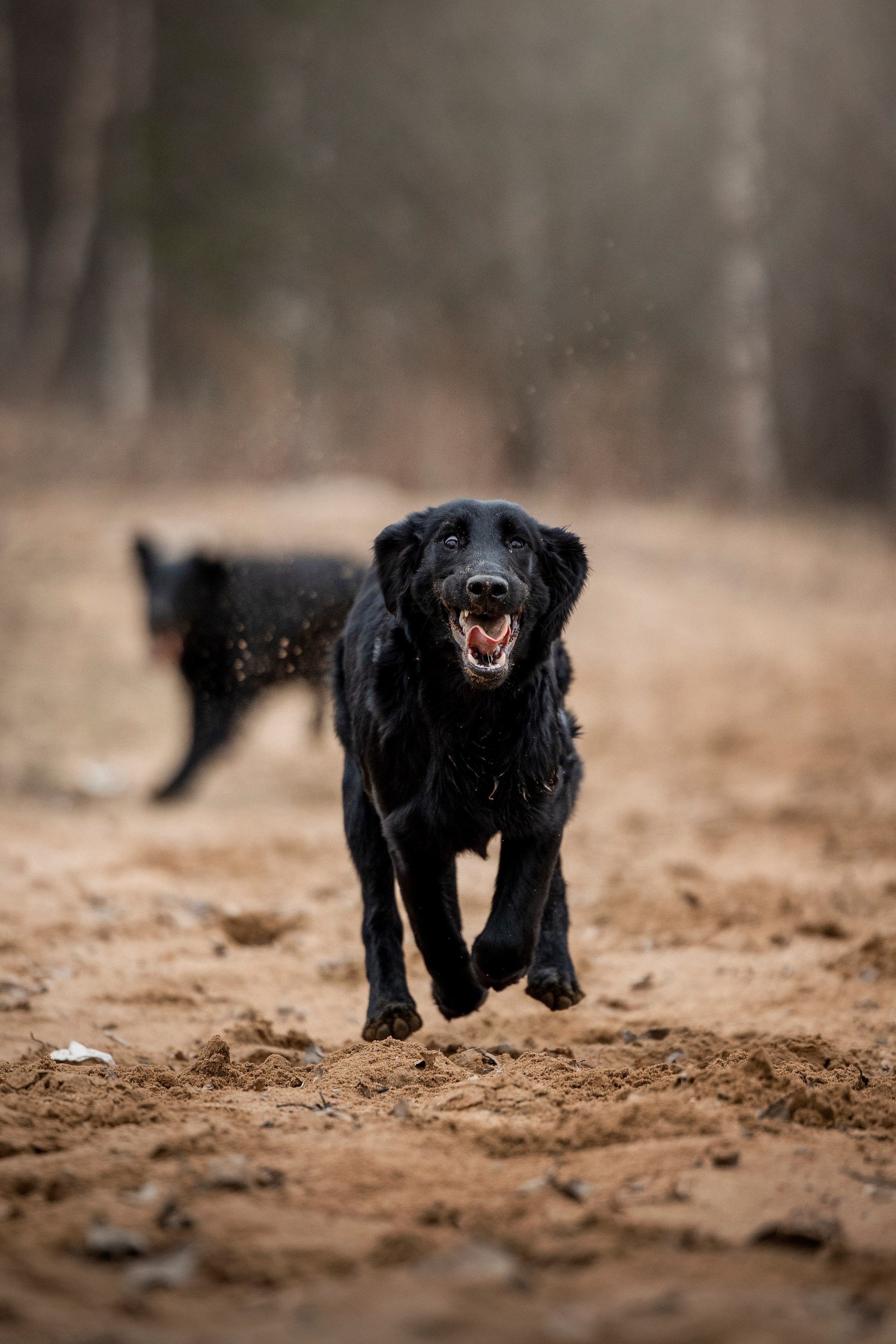 Ора, Ева, Рози и их семья. Фотограф — Анималист | Санкт-Петербург