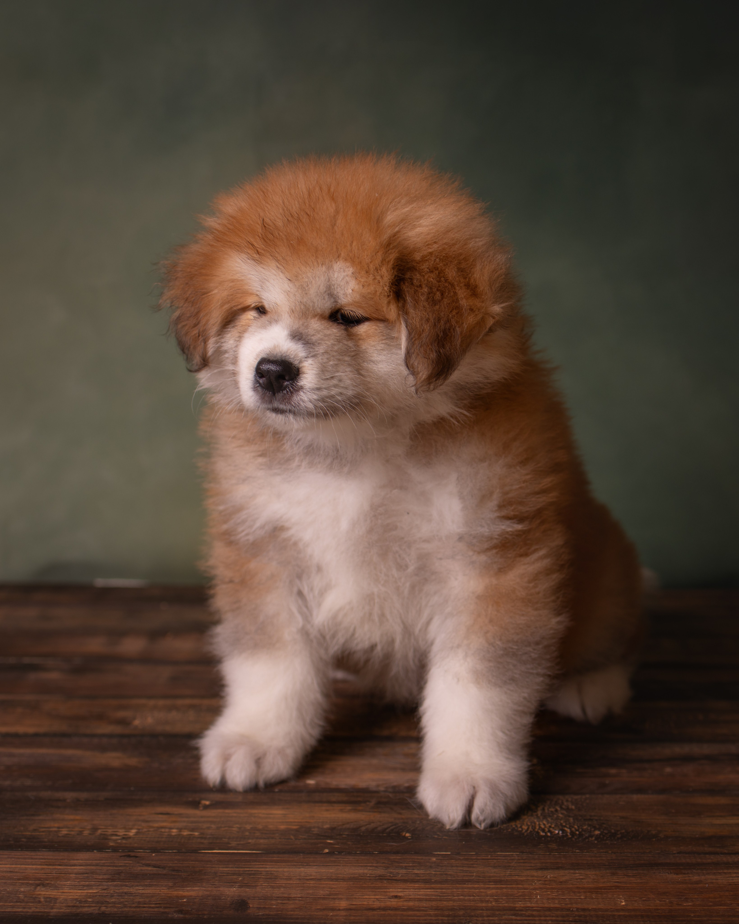 Мальчик с длинной шерстью, 90 тыс. руб. Алена Попова — фотограф в Хабаровске