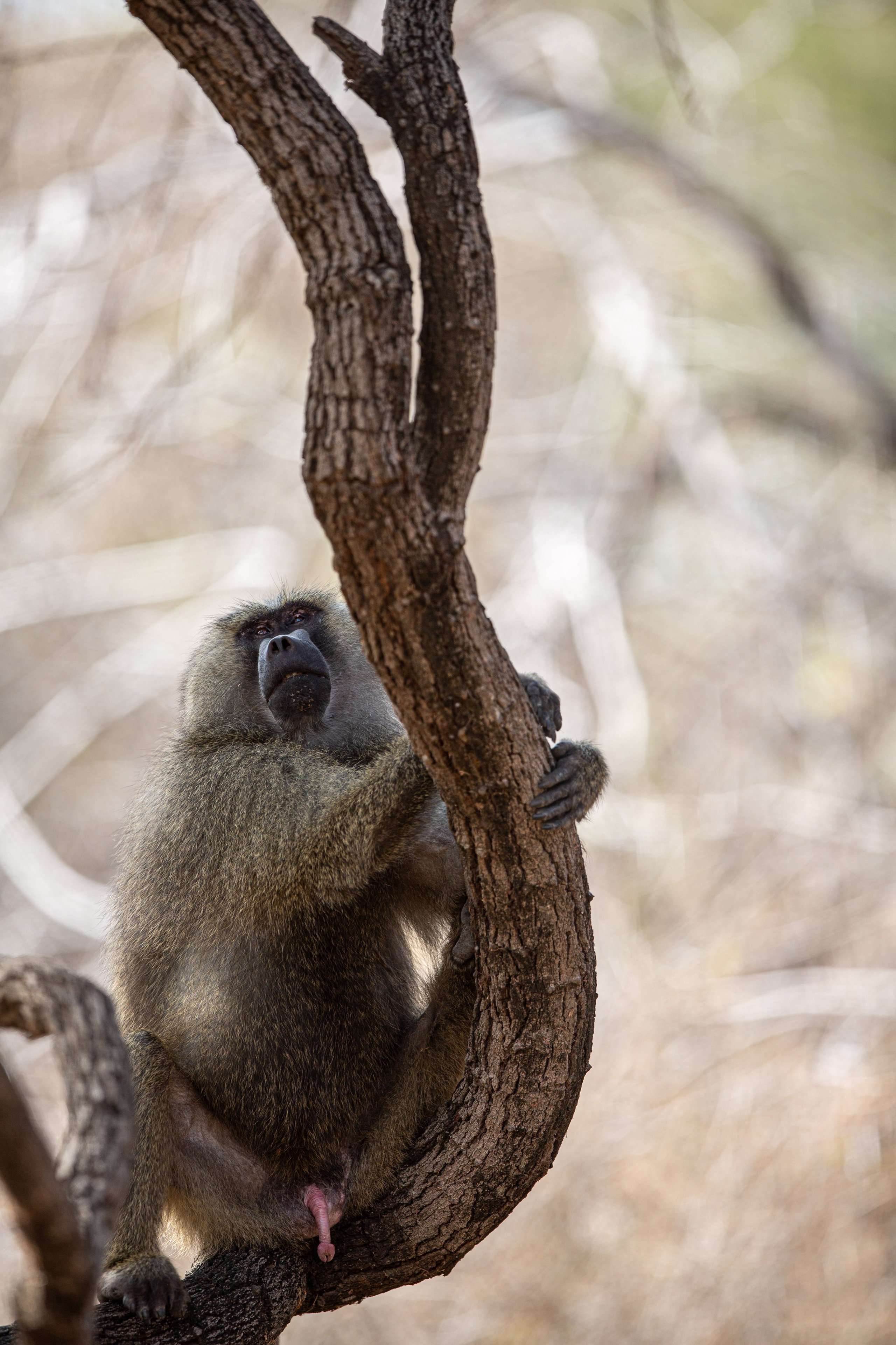 Танзания. Добродеева Алла фотограф, Москва