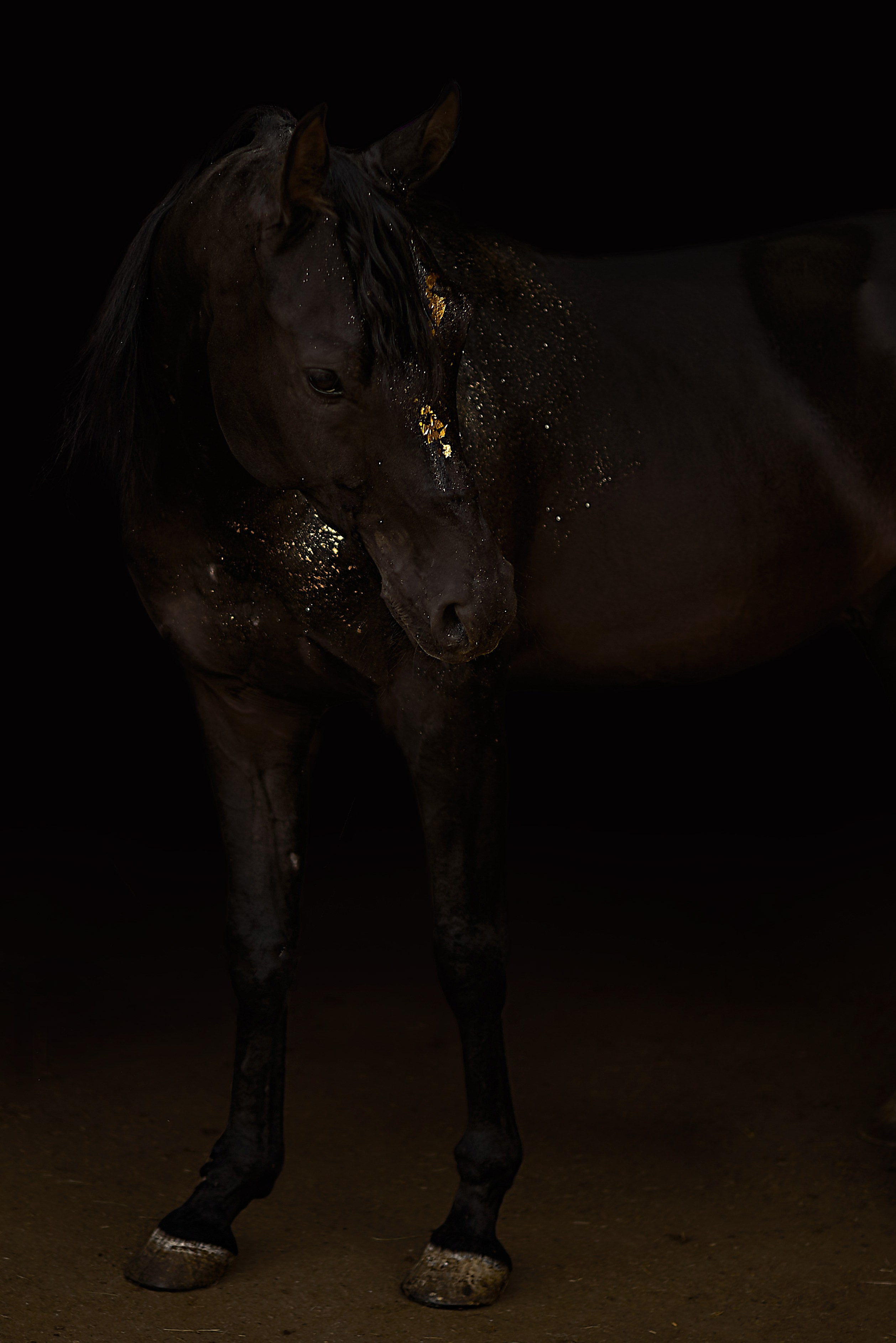 Харакс. Фотограф в Севастополе