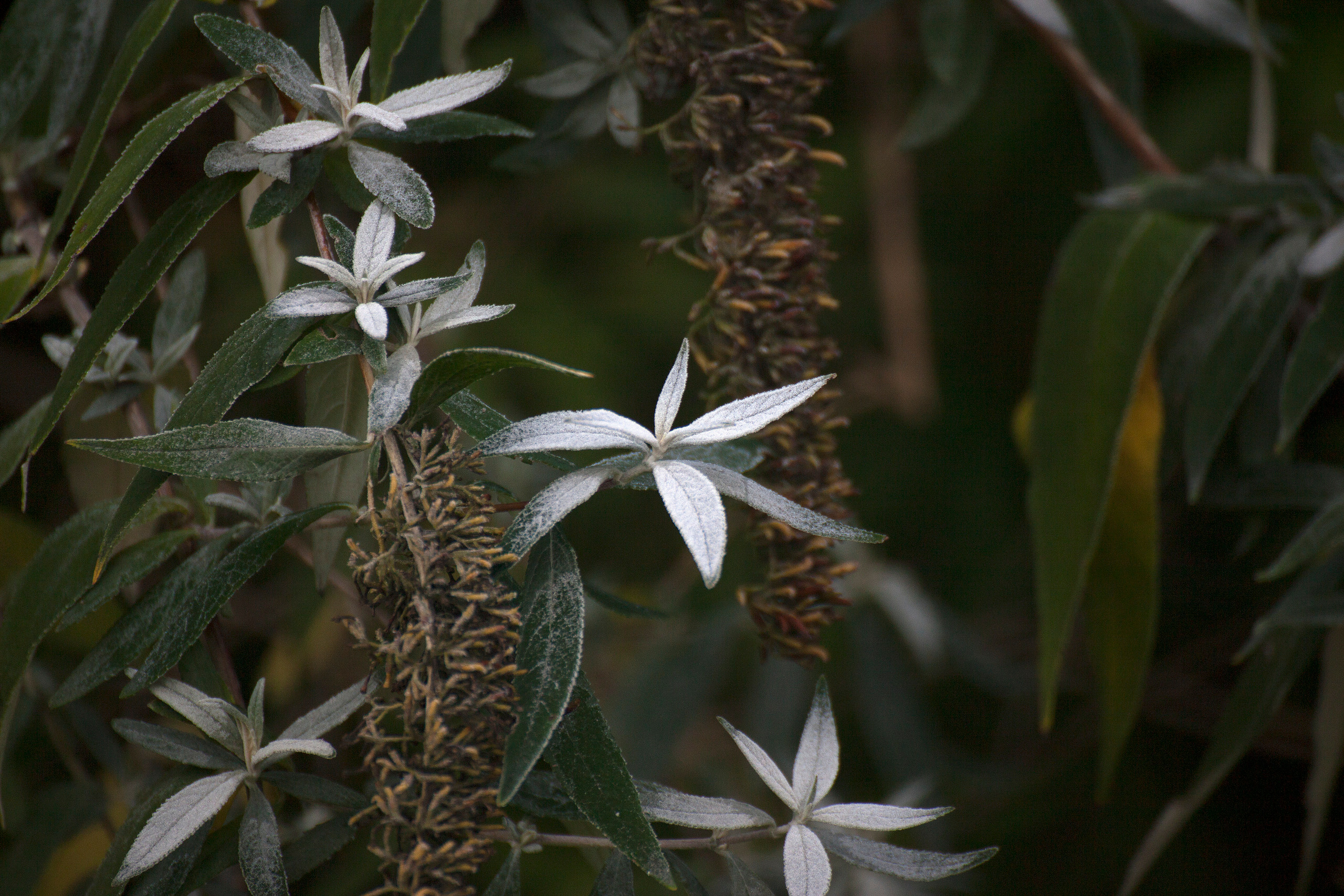 Цветы. Атмосферные пейзажи, лошади, бабочки, Александр Кожухов