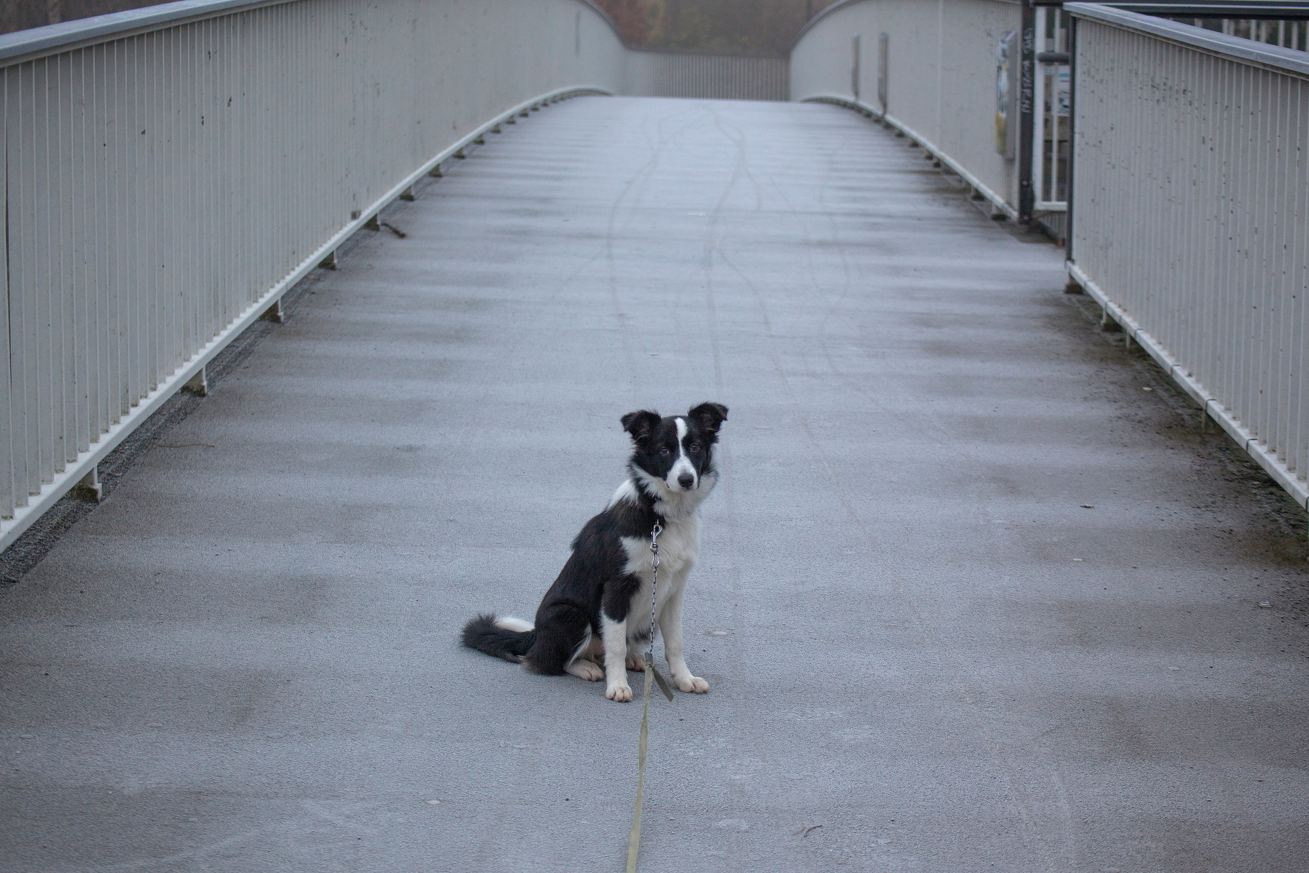 Животные. Атмосферные пейзажи, лошади, бабочки, Александр Кожухов