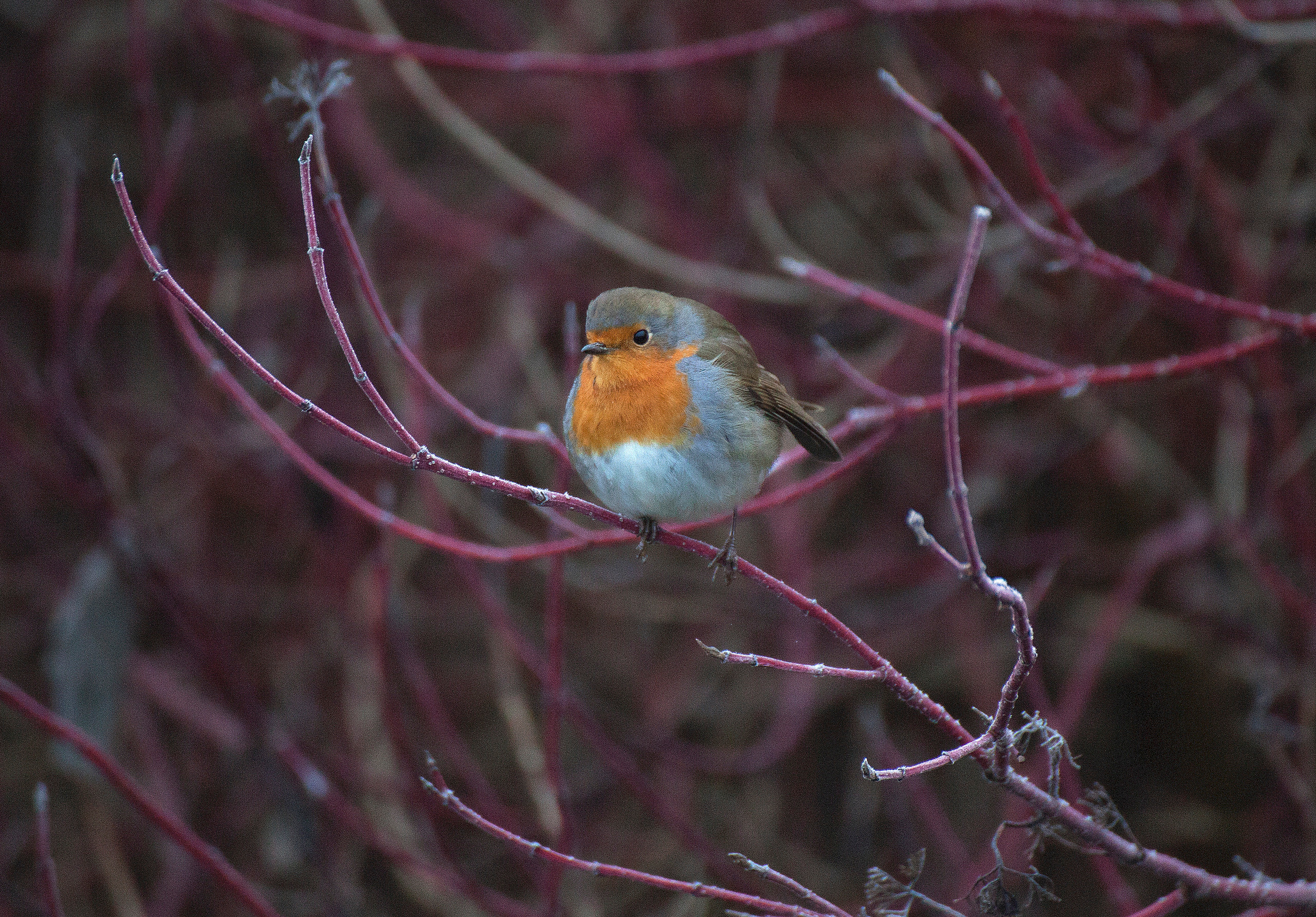 Животные. Атмосферные пейзажи, лошади, бабочки, Александр Кожухов