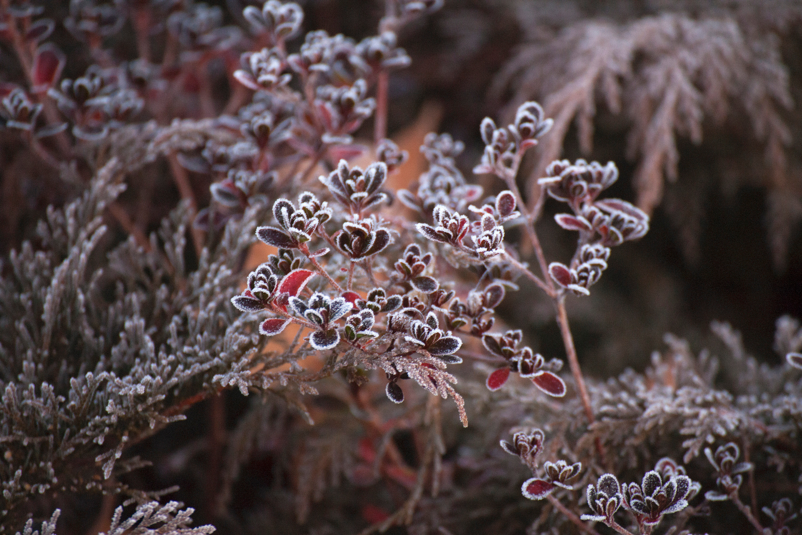 Цветы. Атмосферные пейзажи, лошади, бабочки, Александр Кожухов
