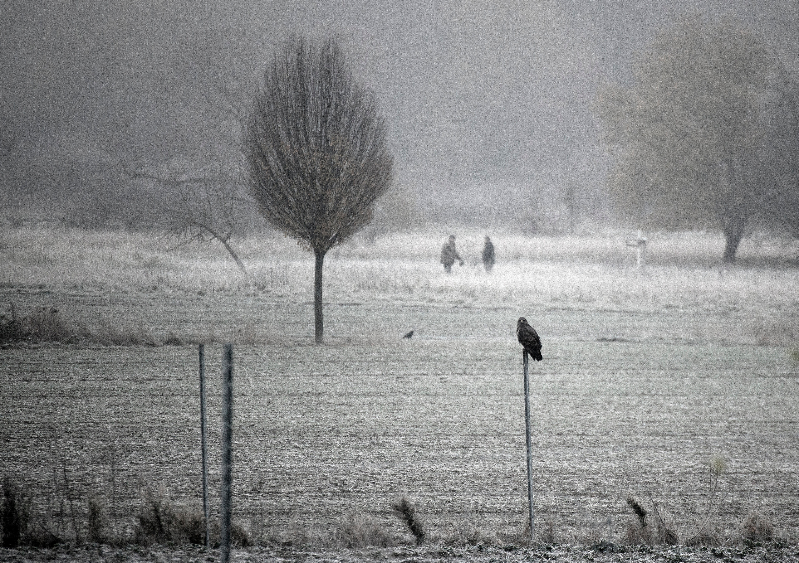 On a walk with a dog