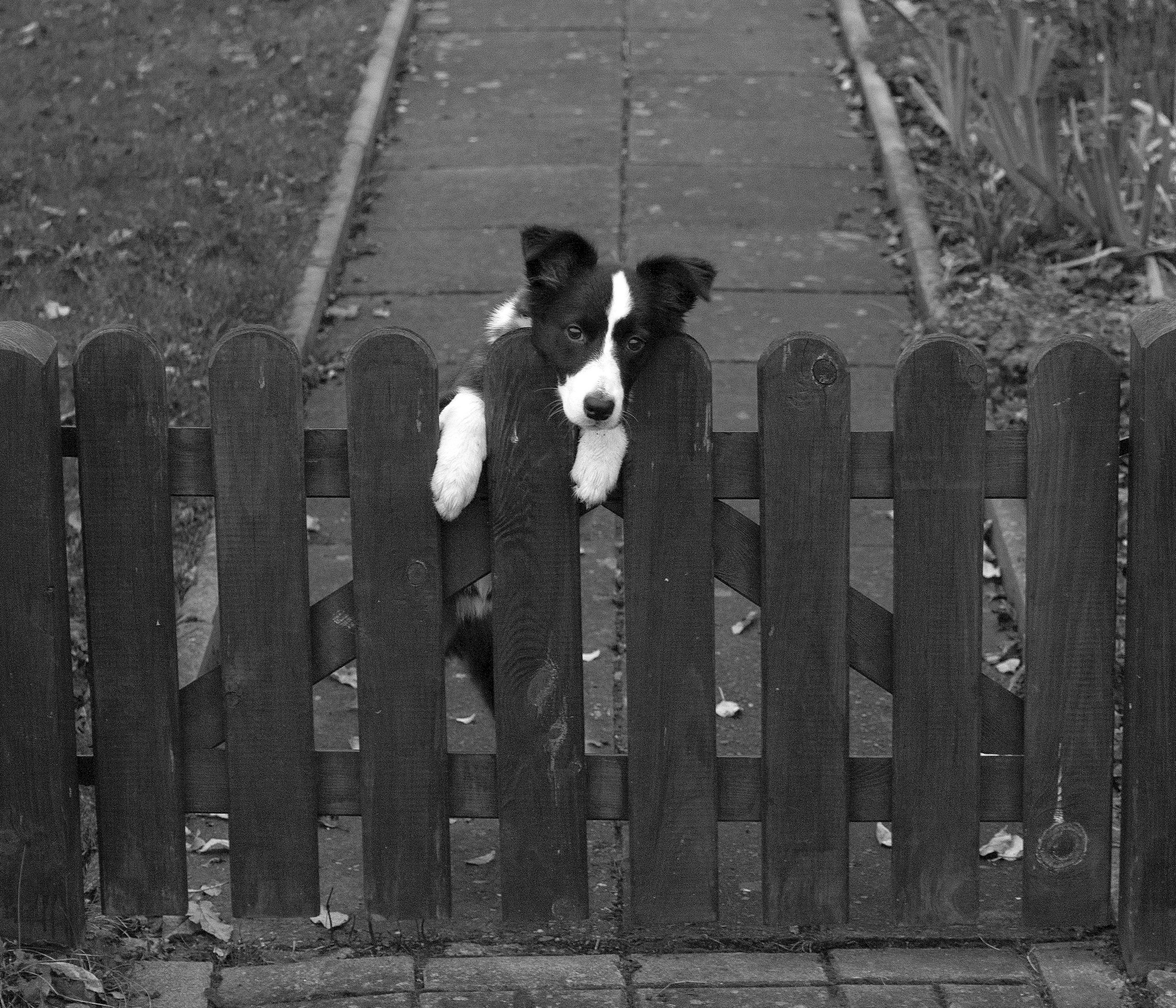 Животные. Атмосферные пейзажи, лошади, бабочки, Александр Кожухов