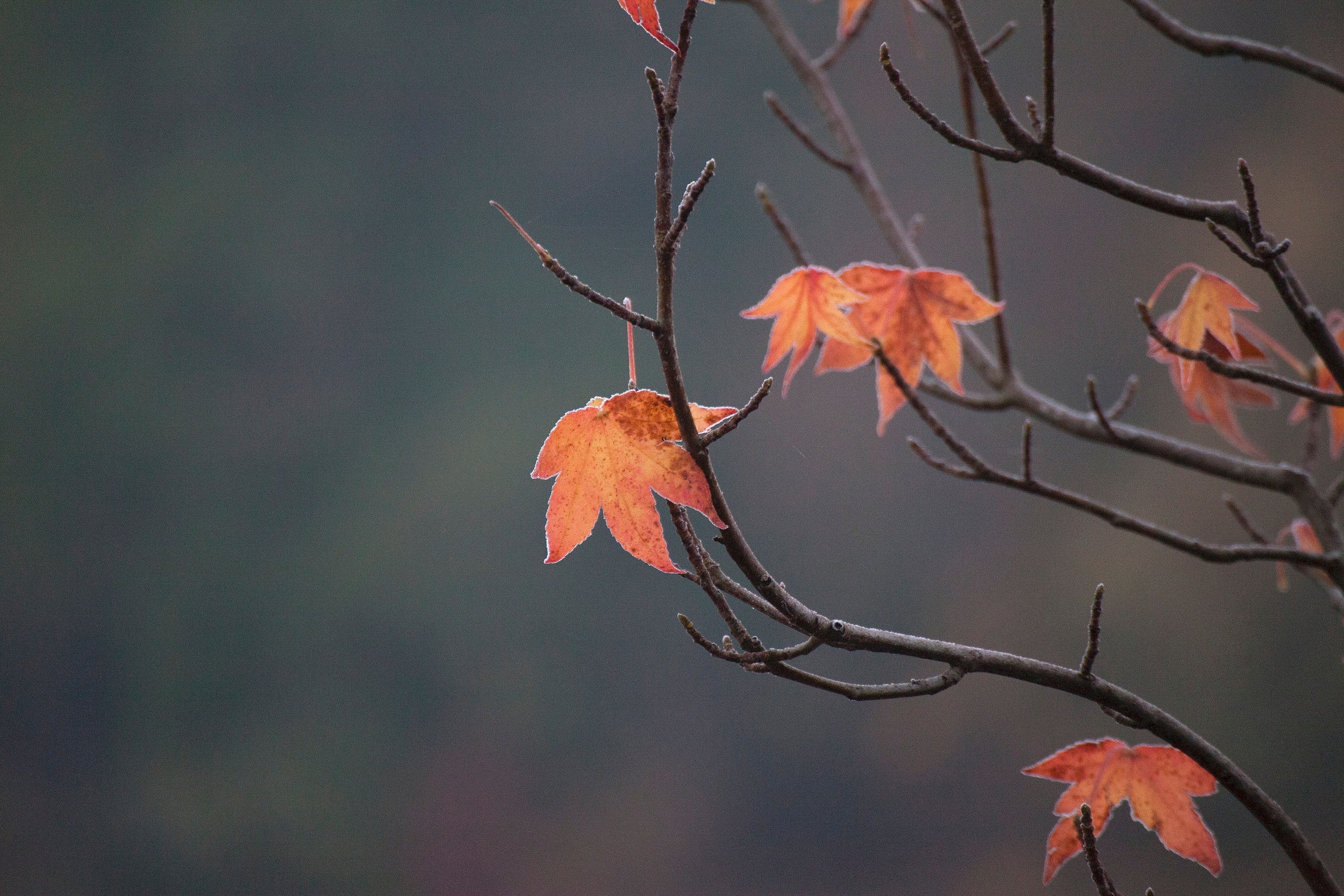 Цветы. Атмосферные пейзажи, лошади, бабочки, Александр Кожухов