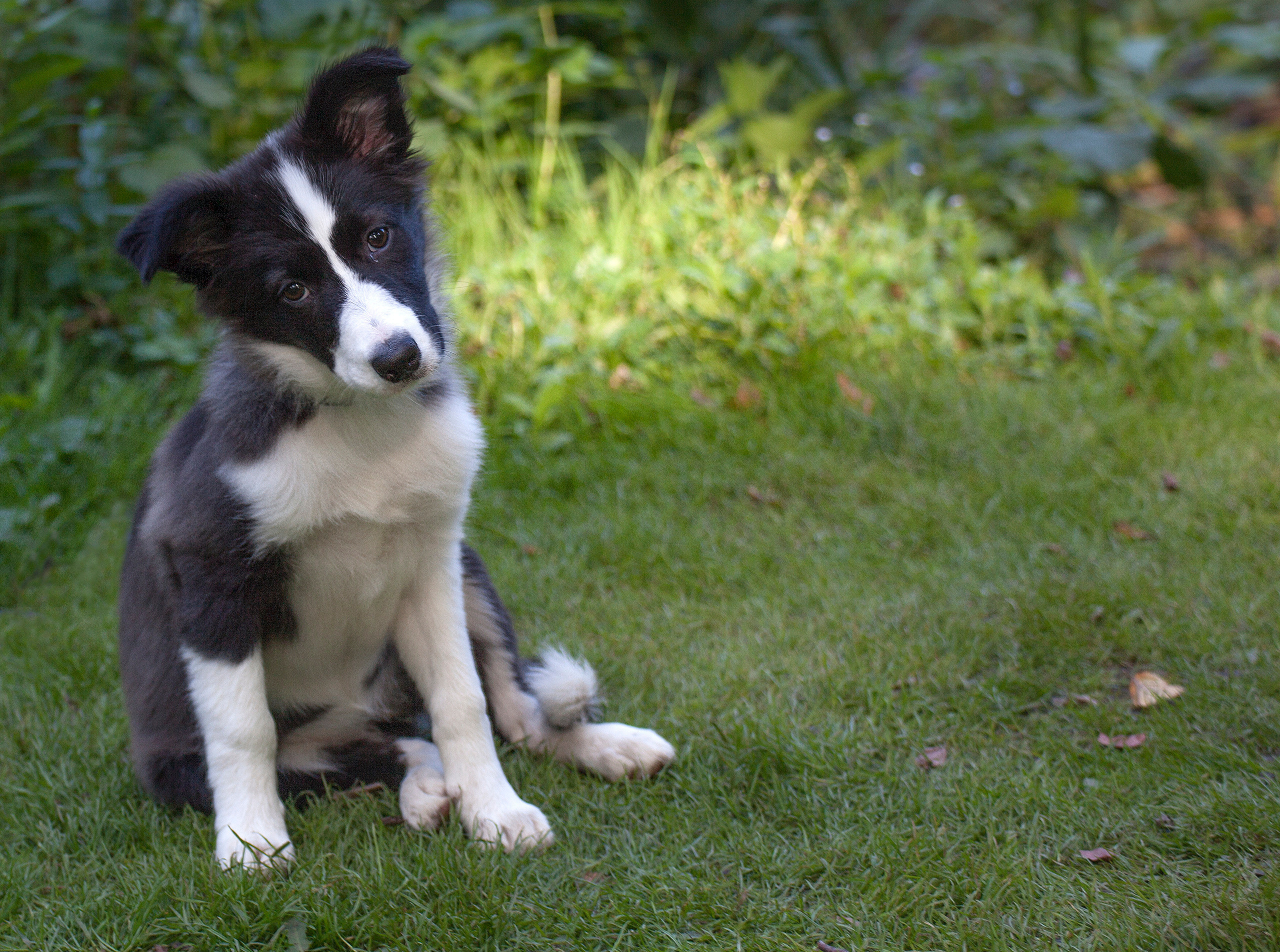 Животные. Атмосферные пейзажи, лошади, бабочки, Александр Кожухов