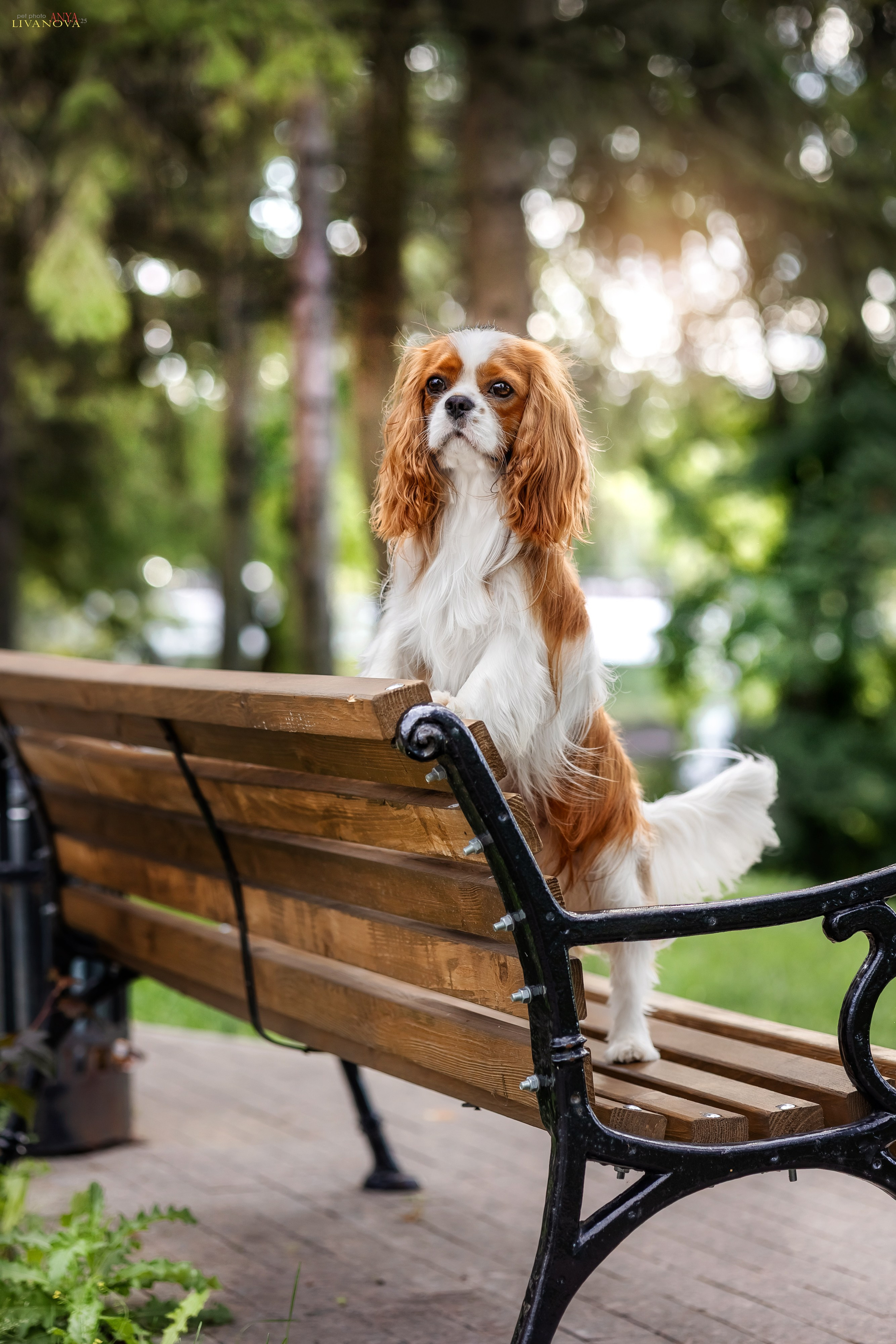 Маруся и Энди. Фотограф анималист Аня Ливанова | Рыбинск
